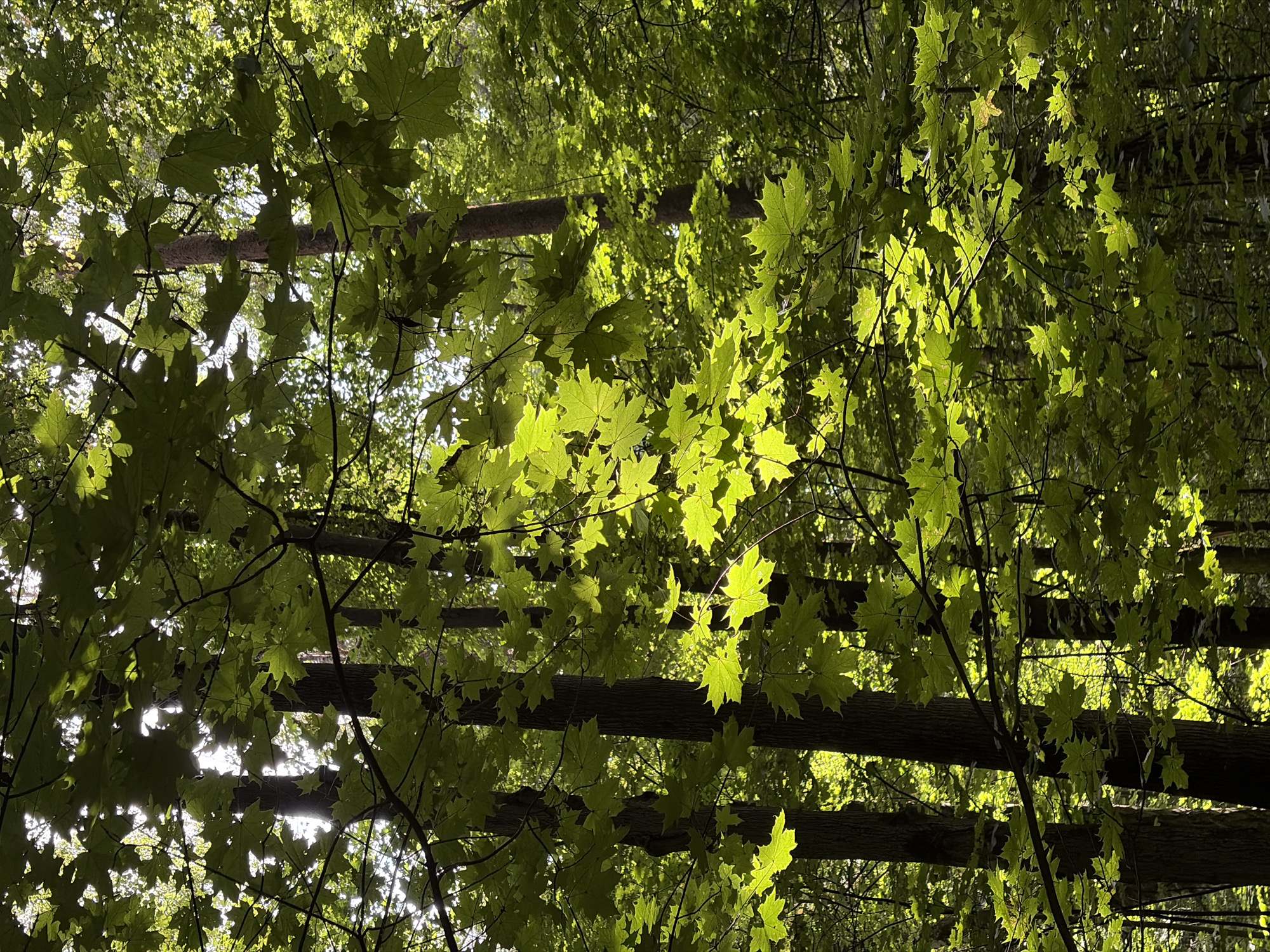 A low-angle shot looks up through a canopy of green maple leaves and tree trunks in a forest. The leaves are dappled with sunlight filtering through from above, creating a luminous effect on the foreground foliage. In the background, darker tree trunks are visible, some with rough bark textures, interspersed with more foliage. The overall impression is of a dense, sunlit forest. The location is identified as the city of Khimki, Russia. There are no people or animals present in the image.
