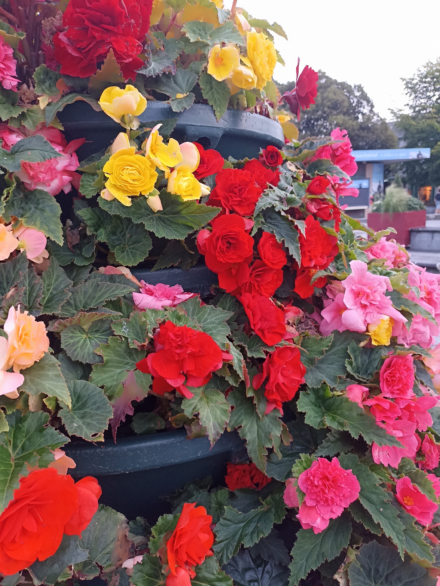 This is a close-up, eye-level, outdoor shot of a planter filled with a variety of colorful begonia flowers, predominantly red, pink, and yellow, with abundant dark green foliage. The flowers are densely packed and appear to be in full bloom. The planter itself is dark green and appears to be tiered, with a curved edge visible in the lower portion of the image. In the background, slightly out of focus, are trees and a building with a blue roof, consistent with an urban park setting. The sky is overcast. The image does not contain any people. The presence of such planters filled with vibrant flowers is common in public spaces in the city of Galway, Ireland, particularly in areas like Eyre Square or along the Salthill promenade.