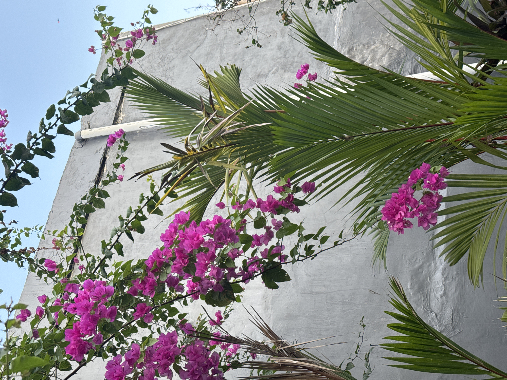 This is an outdoor, eye-level, medium shot of bright pink bougainvillea flowers and green palm fronds against a textured, light gray concrete wall. The scene is likely located in North Kuta, Indonesia, a coastal area known for its tropical flora. The flowers and leaves are in sharp focus, with the wall providing a muted backdrop. The sky is visible in the upper right corner, a pale blue with a faint haze. There are no people or animals present. The lighting suggests it is daytime, possibly morning or late afternoon, given the soft light and long shadows. A white pipe runs vertically along the wall on the left side of the image.