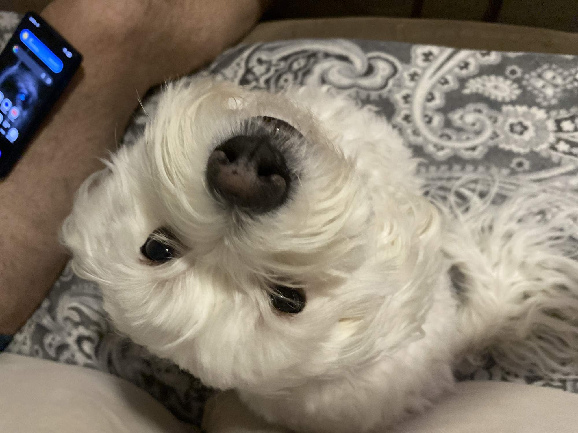 The image depicts a small, white dog lying on a patterned gray and white surface. The dog is positioned upside down, with its black nose prominently featured. Its black eyes are visible amidst the white fur. A smartphone is partially visible in the upper left corner of the frame, and part of a person's leg is present in the upper left. The background is slightly out of focus, but the surface appears to be a patterned cushion or pillow. There is no information in the image that relates to Blagoevgrad, Bulgaria.