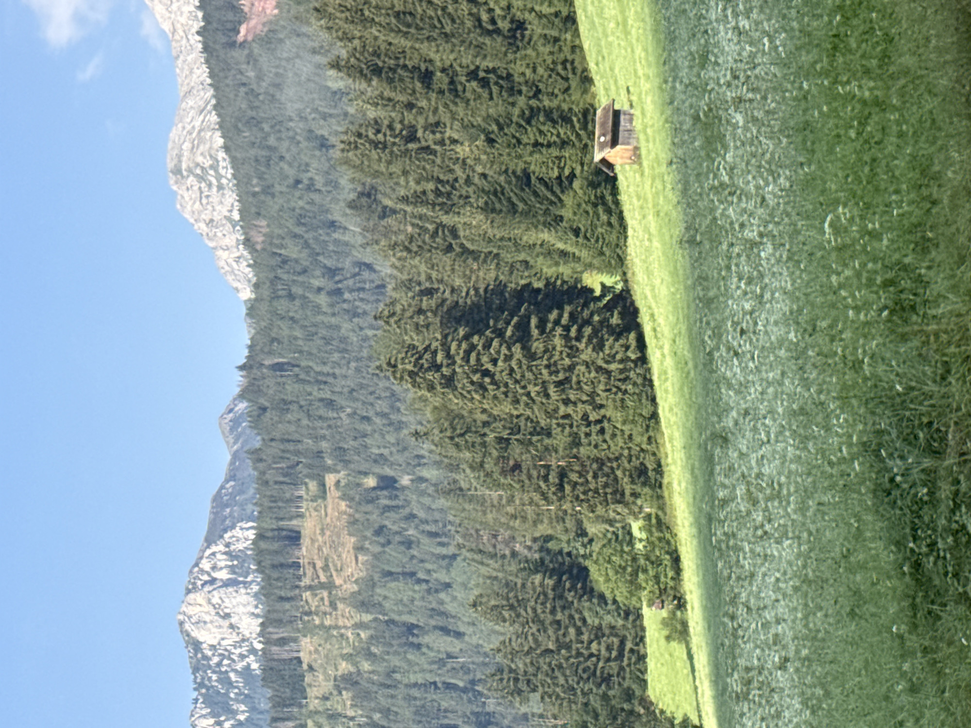 The image depicts a mountainous landscape under a clear blue sky. In the foreground, a lush green meadow is dotted with numerous small white flowers. Further back, a gently sloping grassy hill features a small, rustic wooden cabin with a dark roof. Behind the hill, a dense forest of evergreen trees covers the lower slopes of the mountains. The upper reaches of the mountains are rugged and rocky, with patches of scree. The overall scene suggests a tranquil rural environment, likely in the Italian Alps near Vigo di Fassa - Vich.