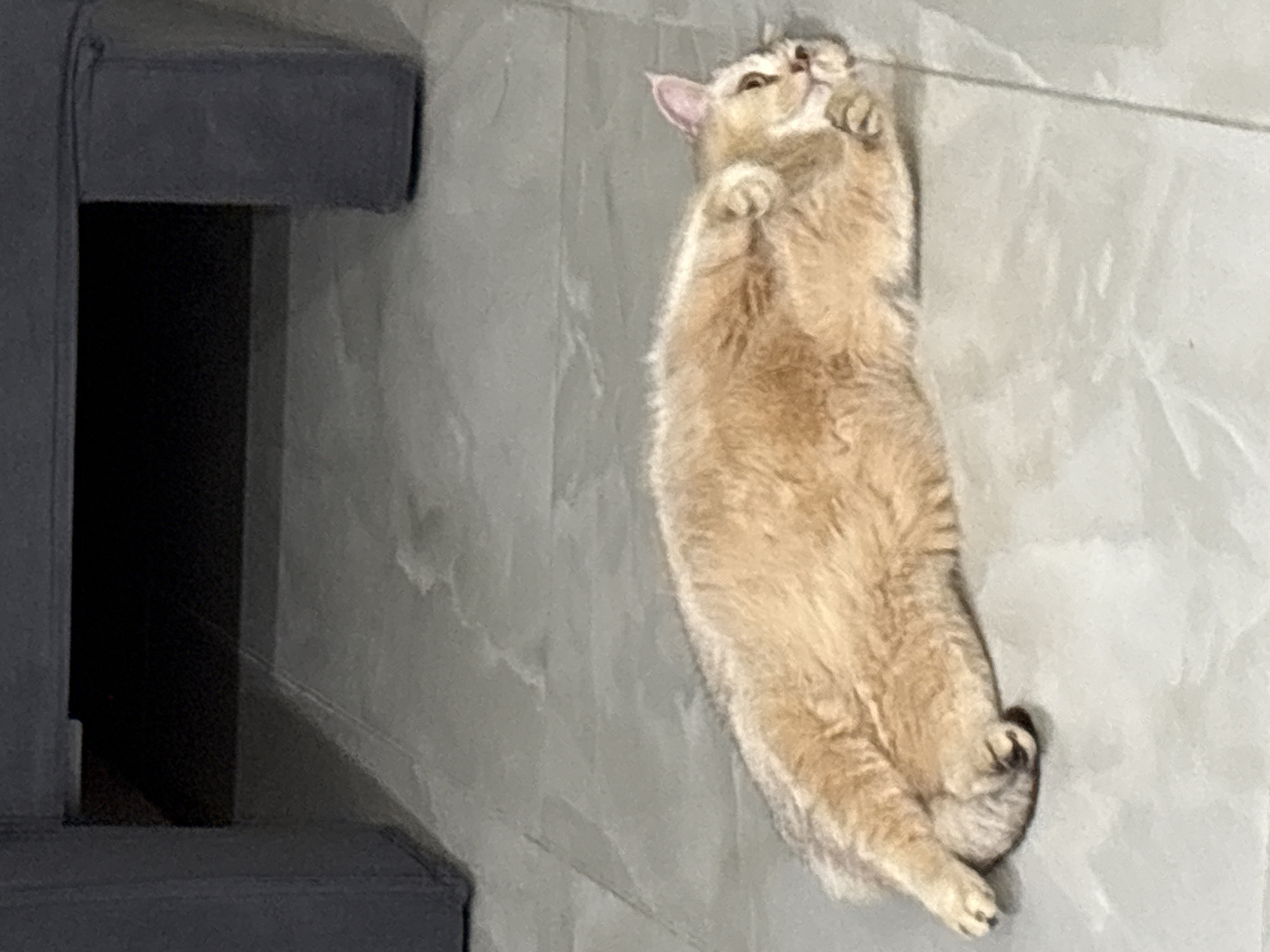 A golden cat lies on its back on a light gray surface. Its paws are curled upwards near its chest and its head is tilted back. The cat appears relaxed and is in a well-lit indoor environment. A dark gray structure is partially visible to the left of the cat.