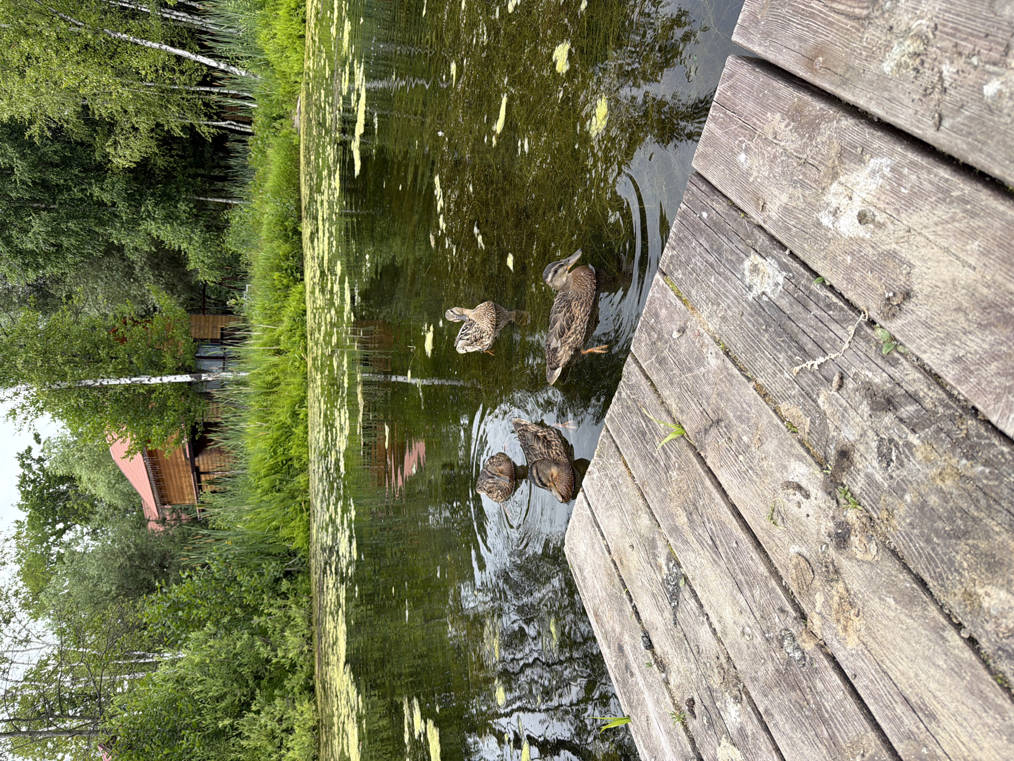 The image shows a body of water, likely a pond or lake, covered with scattered green algae. In the foreground, a weathered wooden pier extends into the water. Several ducks are swimming in the water. In the background, a wooden house with a red roof is visible amidst lush green trees and vegetation. The overall scene suggests a natural, tranquil environment. There are no people or any indications of the specific location within Novy Gorodok, Russia, beyond what can be inferred from the natural elements and the style of the house.