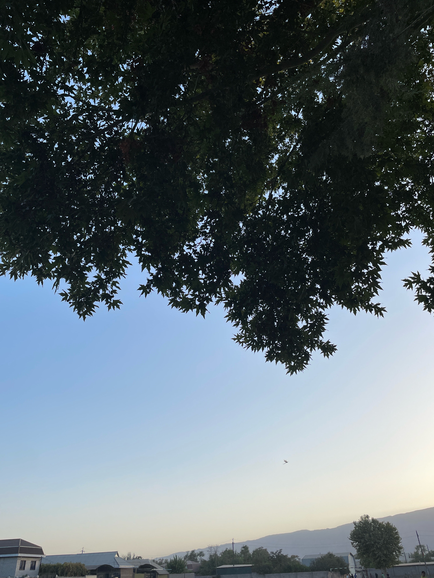 The image depicts a view looking upwards at the sky, framed by the dark green leaves of a tree. The sky is a clear, pale blue, transitioning to a lighter hue near the horizon where a faint glow suggests either dawn or dusk. In the distance, a silhouetted mountain range forms the backdrop. Below the sky, a low-lying landscape is visible, featuring several buildings with varied rooflines and a few scattered trees. A small, distant bird is captured mid-flight in the sky. The scene is likely set in Пасариқ, Tajikistan, given the architectural style and the surrounding natural elements.