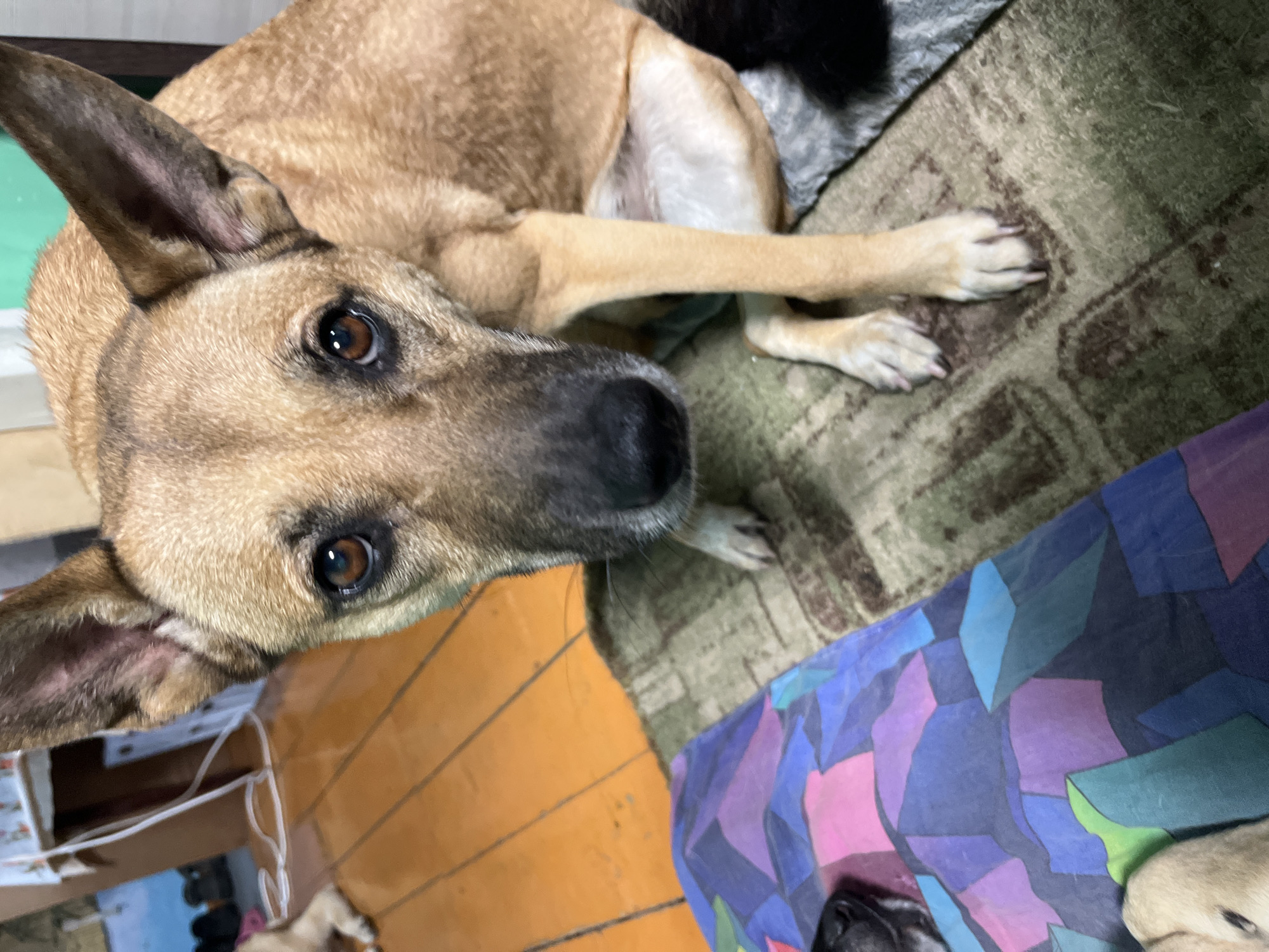 A tan dog with erect ears lies on a rug. The dog has a black nose and brown eyes, and it is looking directly at the camera. The rug is green and brown. Below the rug is a colorful fabric with geometric shapes. The floor is made of wooden planks. Another dog is partially visible in the bottom left corner, and another one is partially visible on the right edge of the colorful fabric. There is no indication of Nizhny Tagil, Russia.