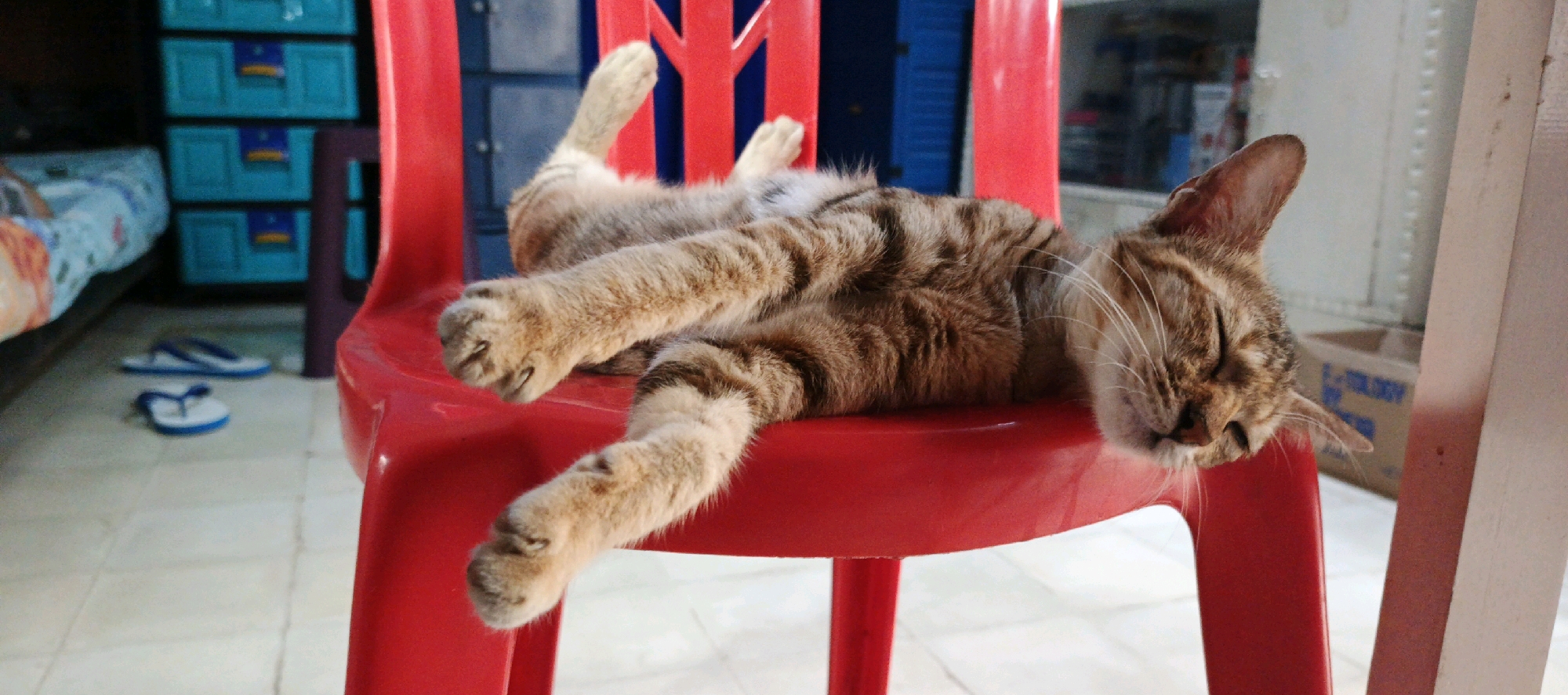 A tabby cat is asleep on a red plastic chair in what appears to be a domestic indoor setting in Moyudan, Indonesia. The cat is lying on its back with its paws extended and its eyes closed. The chair is situated on a tiled floor. In the background, there is a blue plastic cabinet with drawers and a portion of a bed with a patterned blanket. A pair of blue and white flip-flops are visible on the floor near the bed. The scene is brightly lit, suggesting daylight.
