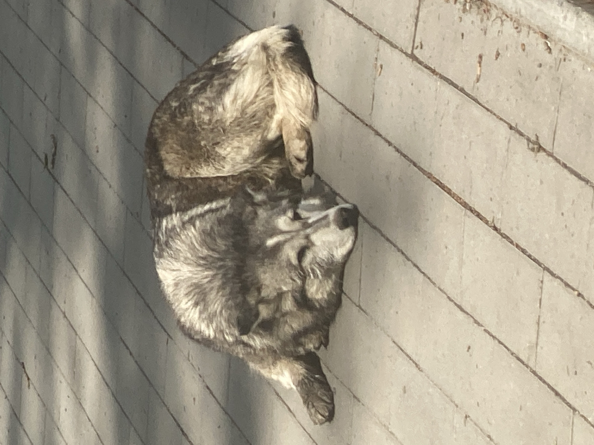 A gray wolf is curled up on a sidewalk. The sidewalk is made of gray concrete slabs with dark lines separating them. The photograph appears to have been taken during daylight. The location in the city of Novokuznetsk, Russia, cannot be determined from the image.