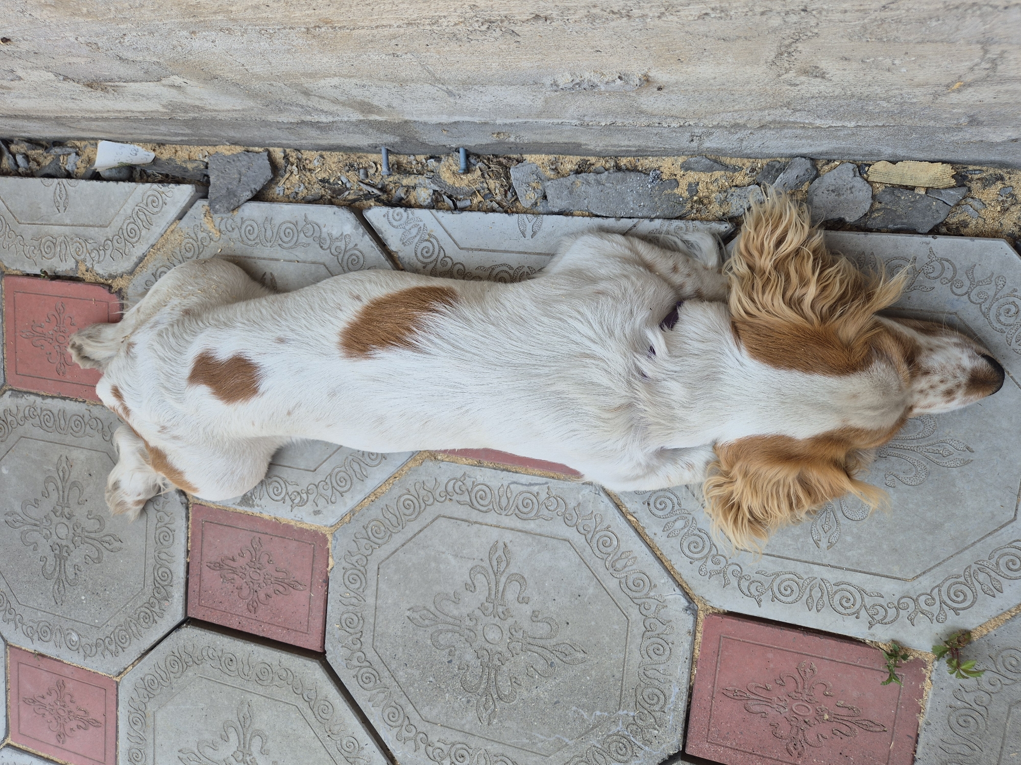 A white dog with brown spots is lying on a sidewalk paved with hexagonal and square tiles. The tiles have decorative patterns. The dog is stretched out lengthwise, with its head resting on the tiles. To the right of the sidewalk, there is a concrete wall and a gap filled with debris. The image appears to be taken outdoors in a city.