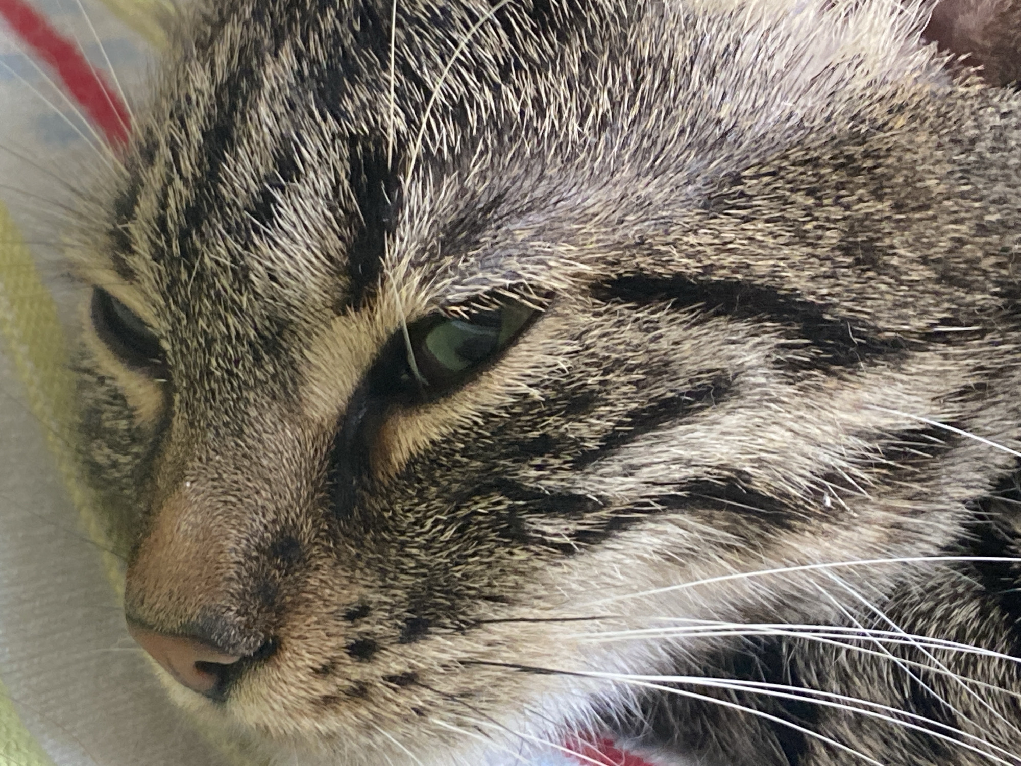 A close-up, eye-level, medium shot captures the left side of a tabby cat's face. The cat appears to be lying down, with its head turned slightly to the left. The cat's fur is a mix of brown, black, and grey stripes, with some lighter tan fur around its nose and muzzle. Its left eye, which is open and a shade of green, is visible. Long, white whiskers extend from its muzzle. The cat is wearing a clear plastic cone, which is visible in the background. The background also shows hints of a striped blanket or fabric in shades of yellow, green, and red. The lighting is soft and natural, suggesting an indoor environment. The image provides a detailed view of the cat's facial features and fur texture. There is no indication of location within Sofia, Bulgaria.