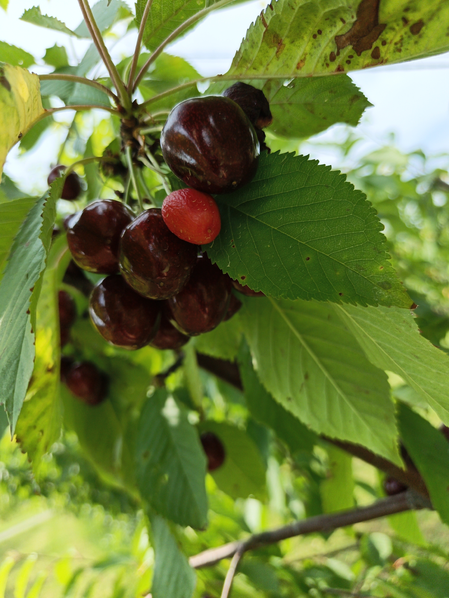 A close-up, low-angle shot captures a cluster of ripe cherries hanging from a branch. The cherries are a deep, dark red, almost black, with a glossy sheen. One cherry stands out as it is bright red, indicating it might be less ripe or a different variety. The cherries are clustered together, with some partially obscured by green leaves. The leaves are a vibrant green, some showing signs of age or disease with brown spots and slightly yellowed edges. The background is softly blurred, revealing more green foliage and hints of bright sky, suggesting an outdoor setting bathed in natural light. The focus is sharp on the cherries and immediate leaves, creating a sense of depth. There is no visible text. The overall impression is one of natural abundance and the freshness of fruit on the tree.