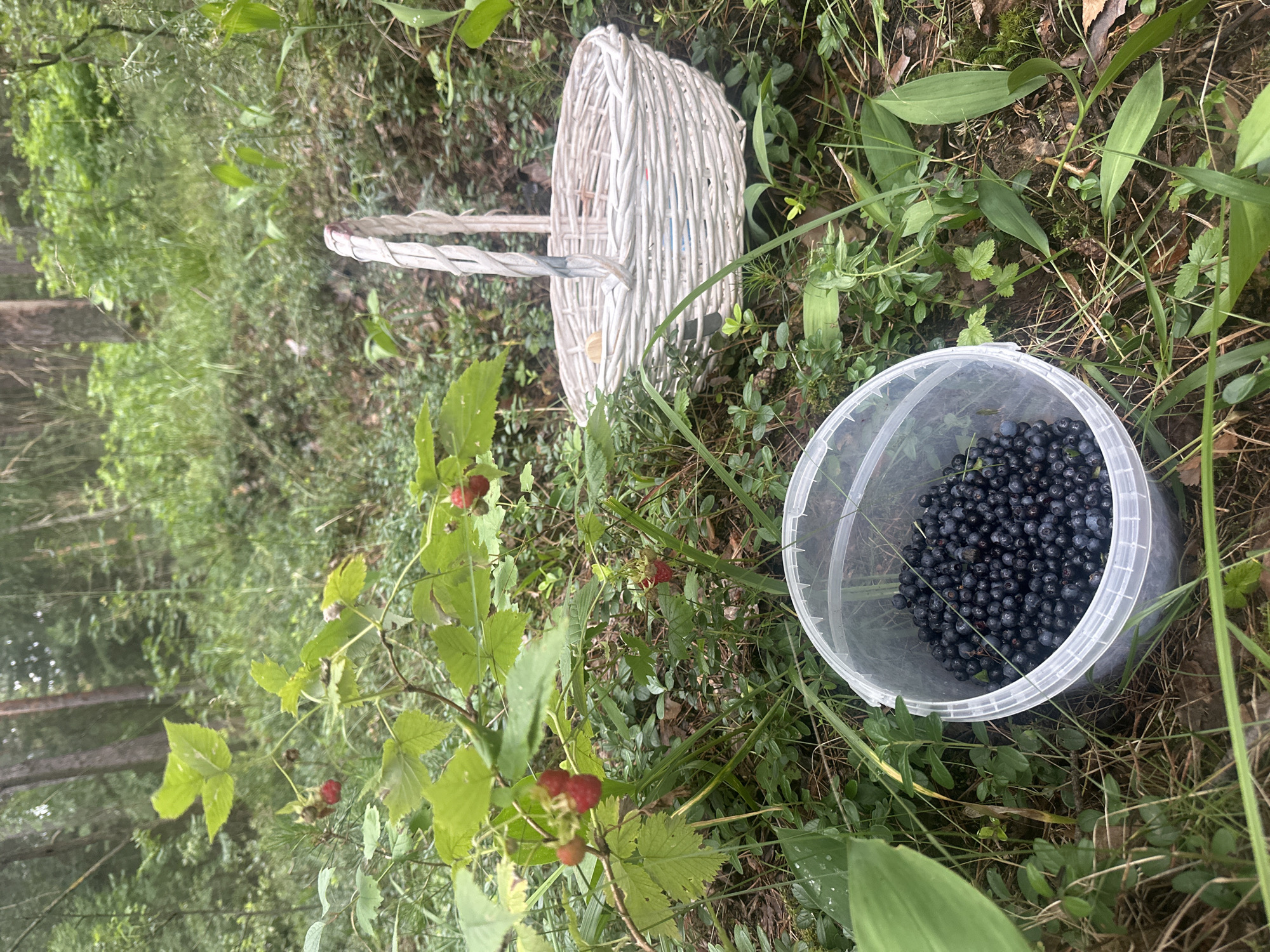 A white wicker basket and a clear plastic bucket filled with blueberries sit on the forest floor. The bucket is positioned in the foreground to the right of the frame, overflowing with dark blue berries. Next to it, a white wicker basket is visible, with its handle tilted upwards. In the midground, a raspberry bush with red berries and green leaves is present. The background consists of a dense forest with trees and foliage, suggesting a natural, outdoor setting. The lighting indicates it is daytime, possibly overcast given the diffused light. The scene appears to be a quiet moment of foraging for berries in a wooded area. No text is visible in the image.