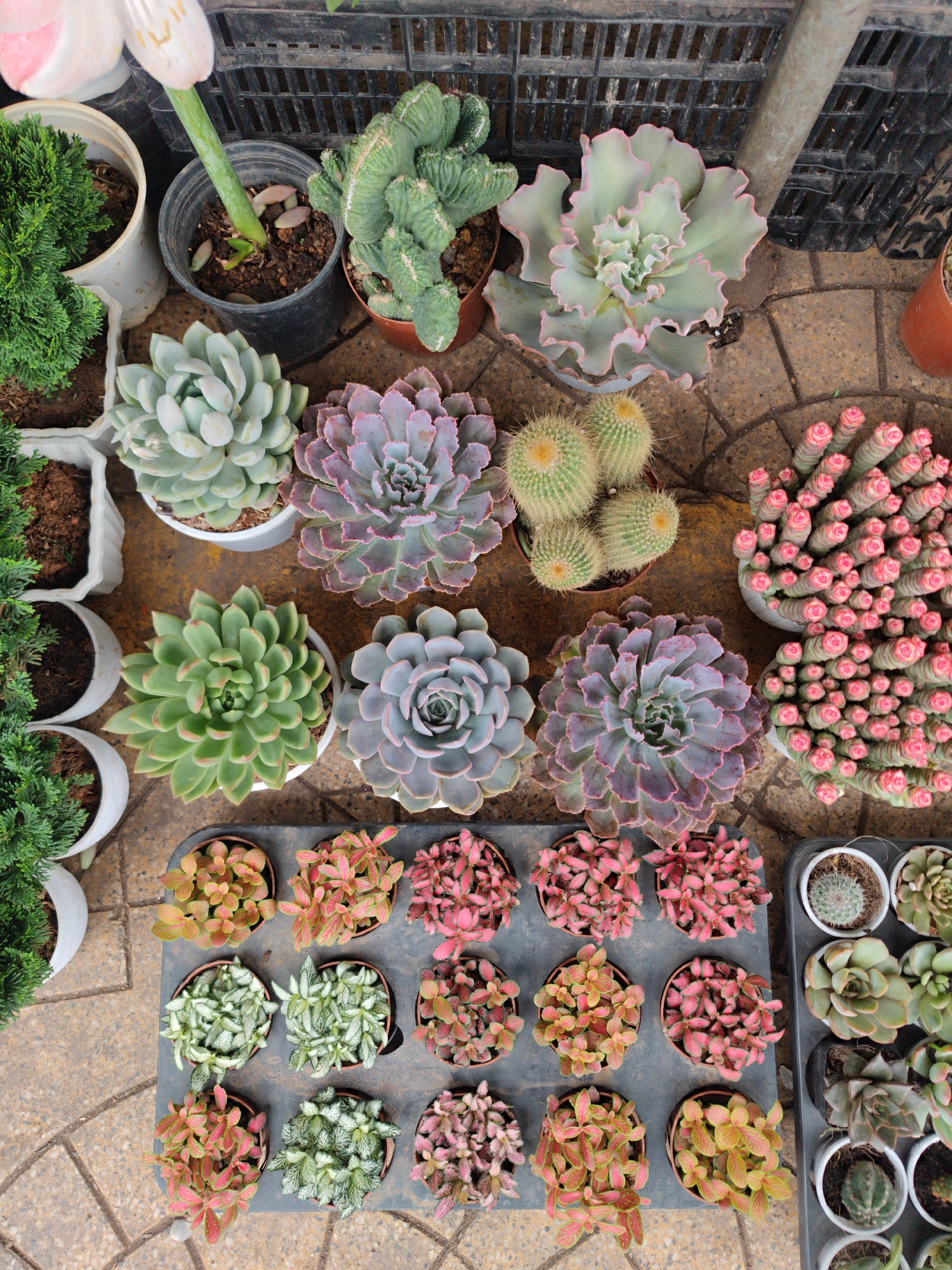 An overhead shot captures a vibrant and densely packed display of various plants, characteristic of a plant market or nursery in Da Lat, Vietnam. The scene is dominated by a rich assortment of succulents and potted plants arranged on a paved ground of light brown and gray tiles.
In the upper left, a tall, white and pink flower, possibly a tulip, extends upwards from a black pot, next to small, bushy green coniferous plants in white pots. Nearby, several large echeveria-type succulents display intricate rosette patterns in shades of pale green, lavender-purple, and light blue with pink ruffled edges. A distinctive crested cactus with wavy, brain-like growth sits in a brown pot. Further right, a cluster of small, spiky green cacti with yellowish tops are visible.
A striking pot of *Crassula capitella* 'Campfire' or a similar columnar succulent with numerous tightly packed stems ending in pink tips stands out on the right. Below, a large black tray holds multiple smaller potted plants, primarily Fittonia (nerve plants), showcasing diverse leaf patterns including green with white veins, various shades of pink with red veins, and peach-orange with red veins. Another black tray to the right contains an assortment of small succulents in white pots, including more tiny cacti and echeverias.
The lighting suggests daytime, with natural light illuminating the plants and highlighting their varied textures and colors. There are no people visible, and no discernible text in the image. The overall impression is one of a thriving plant collection, meticulously arranged for display or sale.