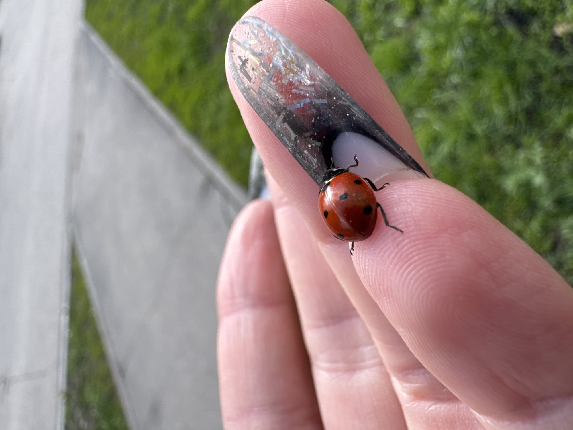 A close-up, high-angle shot captures a ladybug resting on a person's fingertip in an outdoor, daylight setting. The ladybug, with its vibrant red elytra adorned with black spots, is the sharpest element in the frame, showing its delicate legs clinging to the skin. The person's finger, likely an index finger, is prominent, displaying detailed skin texture and fingerprints. The finger is adorned with a long, pointed artificial nail featuring an intricate design: a dark, possibly black, base that transitions into a clear or translucent tip embedded with numerous iridescent and shimmering glitter pieces.
The background is softly blurred, indicating a shallow depth of field. To the right, out-of-focus green grass suggests a natural environment, while to the left, a blurry grey concrete or paved surface implies a pathway or urban element. The lighting is bright and natural, characteristic of a clear day. The scene conveys a gentle interaction between human and nature. No text is visible in the image.