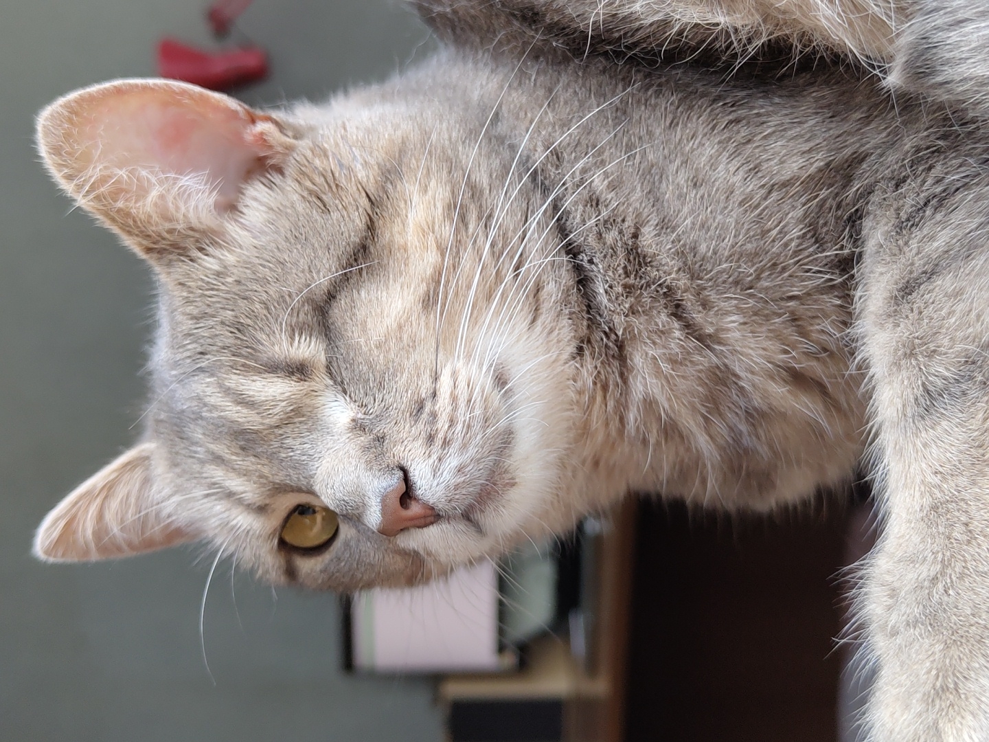 A close-up, waist-up photograph shows a tabby cat with gray and brown fur. The cat is looking to the left with its right eye open and its left eye closed, giving the appearance of a wink. The cat's nose is pink, and its whiskers are white. The background is blurred, but it appears to be an indoor setting with a desk and a computer monitor visible. The lighting suggests it is daytime, with natural light coming from the right. The cat's fur is detailed and soft-looking.