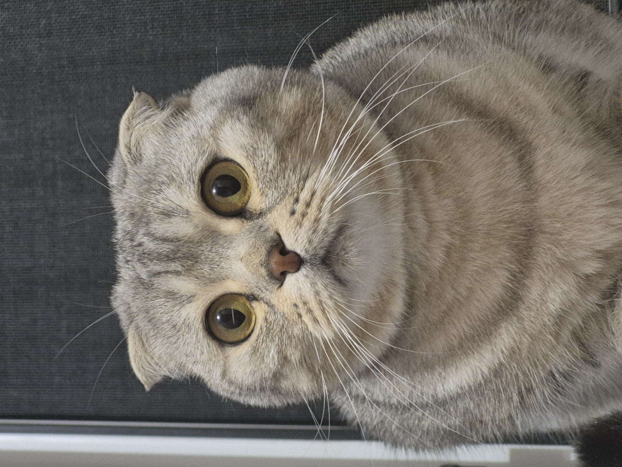 A close-up, head-on shot captures the face of a Scottish Fold cat against a dark, textured background. The cat has light brown and grey tabby markings, large, round yellow eyes, and distinctive folded ears. Its whiskers are long and white. The cat's expression is neutral. The background is a dark, woven material, possibly a curtain or upholstery, with a vertical lighter strip visible on the left edge. There is no indication of the city of Chaikovsky, Russia, within the image.