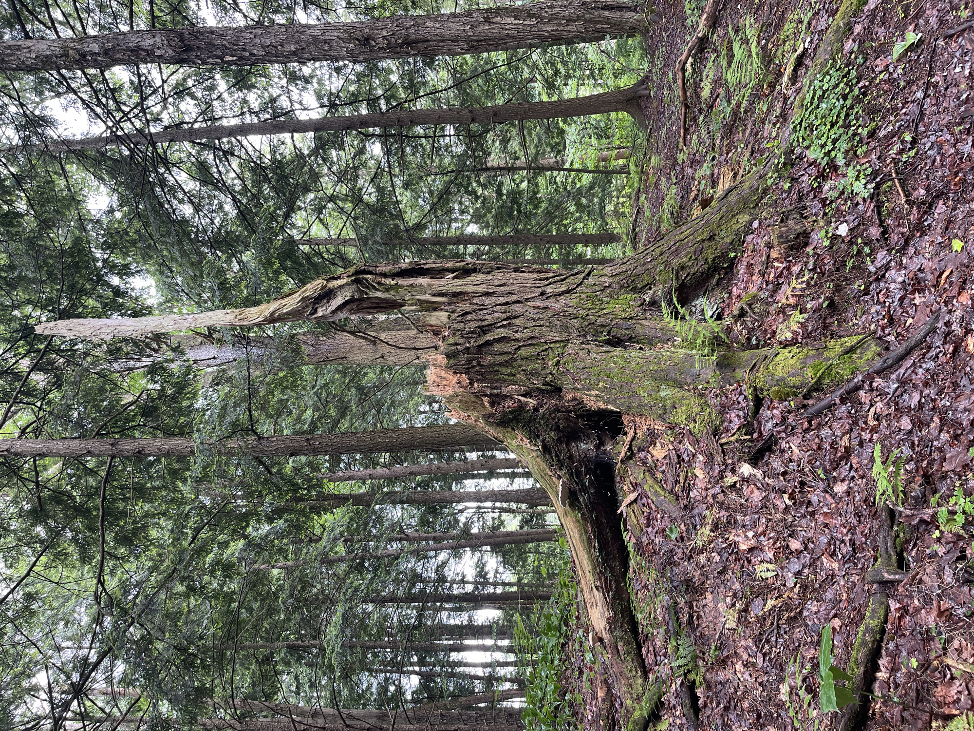 The image depicts a scene within a dense forest, likely in the Town of Lyonsdale, United States of America. The primary focus is a large, decaying tree stump in the foreground, with its top broken and splintered, showing the rough texture of aged wood and patches of green moss. A large fallen log, also covered in moss, extends from the base of the stump and lies on the forest floor, which is carpeted with dark, wet leaves and small green plants. Numerous tall, slender trees with dark bark and dense green foliage form the backdrop, creating a sense of depth and enclosure. The lighting suggests an overcast or shaded day, with a diffused light filtering through the canopy. There are no people or animals visible in the image. The environment is characterized by natural decay and the lush growth of a forest ecosystem.