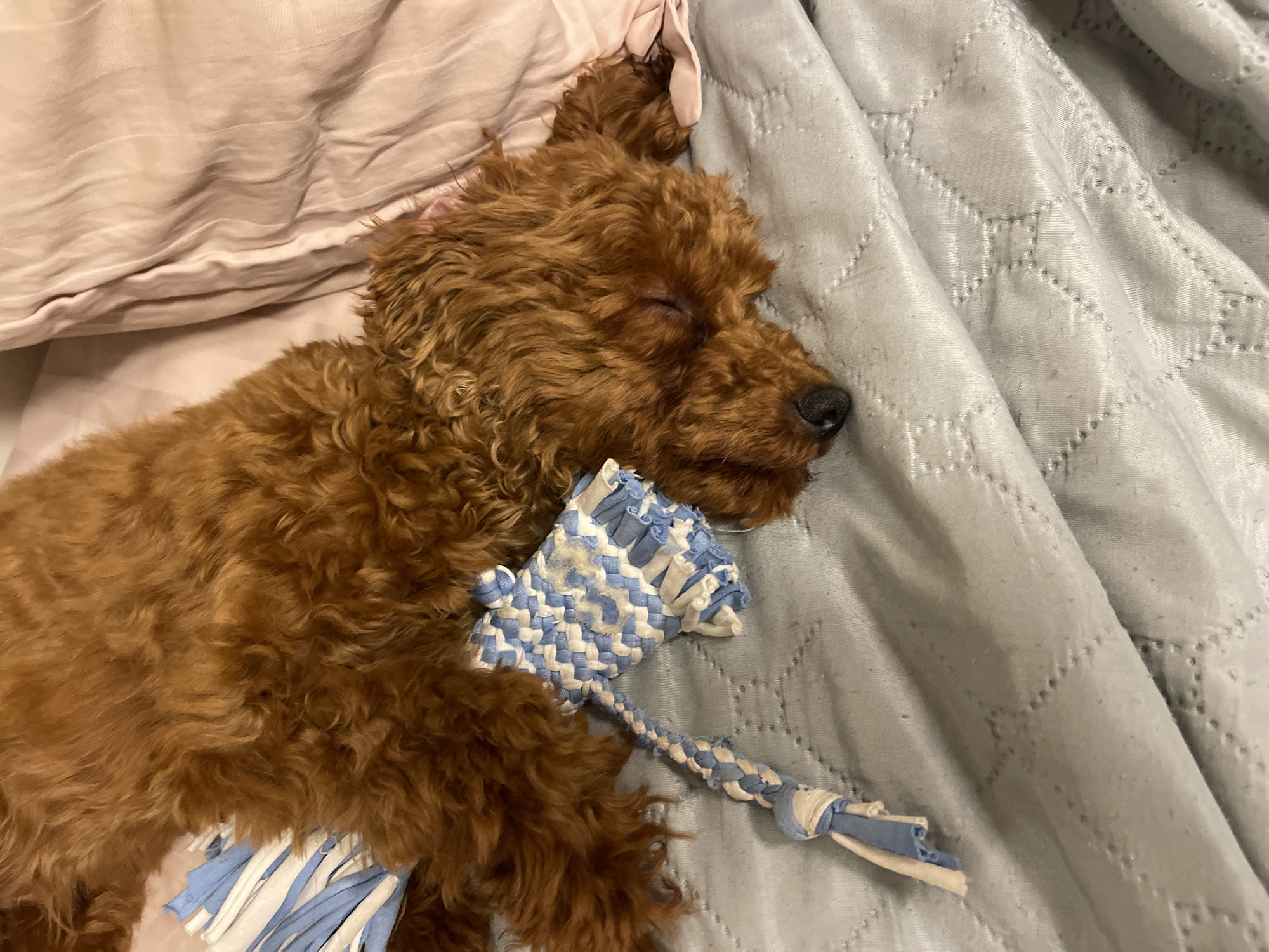 A red poodle is sleeping on a bed next to a blue and white dog toy. The poodle's head is resting on a pink pillow, and its body is covered by a light blue quilted blanket. The background is out of focus, but appears to be a bedroom. The scene is peaceful and domestic. The location is not specified.
