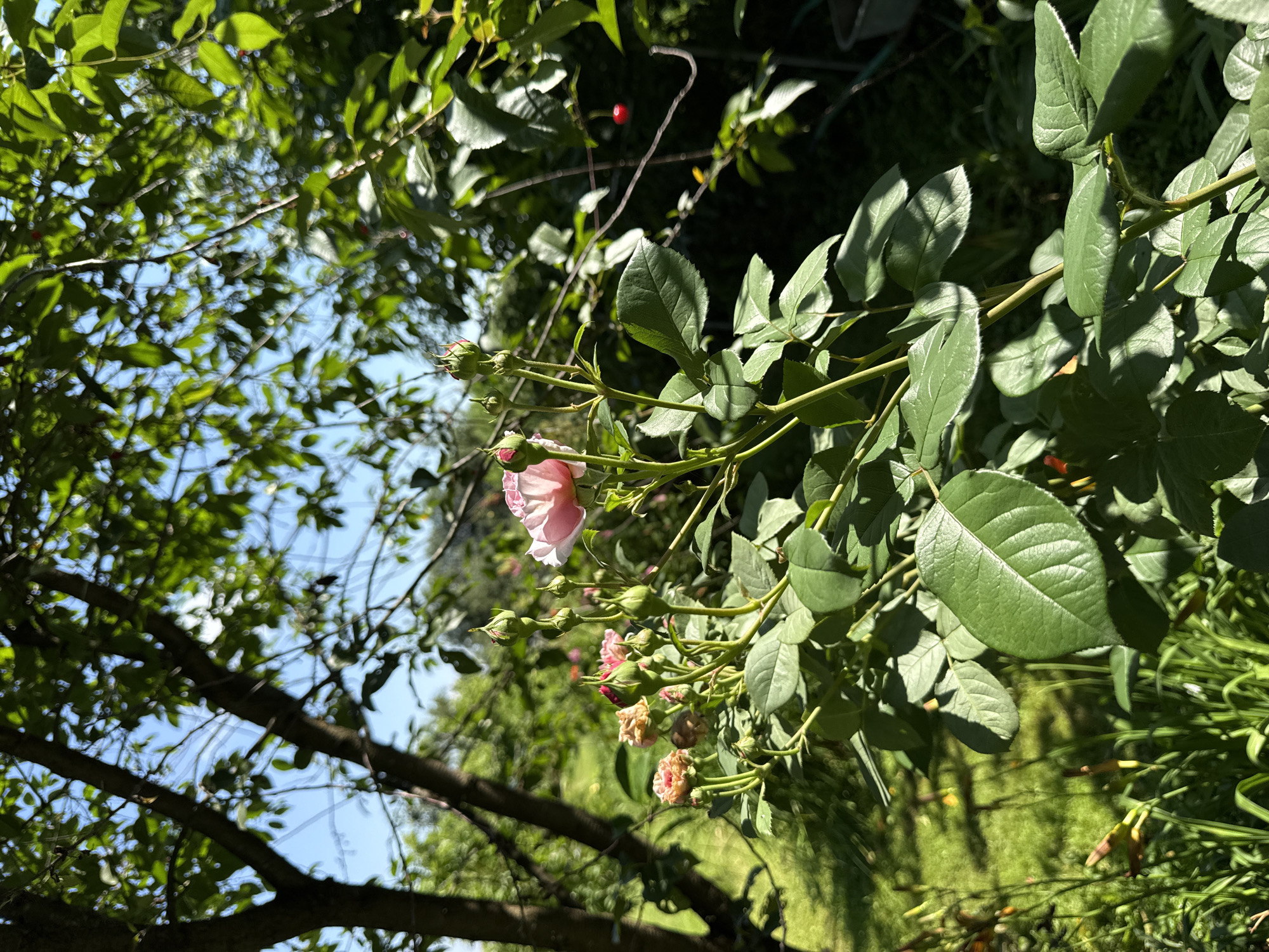 In the city of Mahilyow, Belarus, a garden scene unfolds under a bright, sunny sky. The focal point is a rose bush, adorned with delicate pink and peach-colored blossoms and numerous unopened buds. The leaves of the rose bush are a vibrant green, some catching the sunlight and appearing to glow.
Behind the rose bush, the environment is lush and verdant. The background is a blur of green foliage from trees and other plants, suggesting a well-established garden. Sunlight filters through the leaves, casting dappled shadows on the lawn visible in the lower left quadrant of the image. A single, small red berry is visible on a branch in the upper right, adding a subtle splash of color. The overall impression is one of a serene and thriving natural setting.