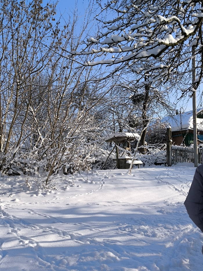 This image depicts a snow-covered residential backyard or garden in Parkhomivka, Ukraine, under a clear, bright blue sky. The ground is uniformly covered in fresh snow, exhibiting numerous small animal tracks and several human footprints, indicating recent activity.
In the foreground, the lower right quadrant reveals the shoulder and arm of an individual wearing a light grey or blue quilted jacket, partially obscured. The midground features a dense cluster of leafless deciduous bushes and small trees on the left, their branches heavily laden with snow. To the right, a traditional well structure stands, constructed with a wooden frame supporting a gabled roof, both also covered in snow. Adjacent to the well, a small, snow-covered object, possibly a bench or stool, is visible. A light-colored wooden picket fence partially delineates the property line on the far right.
The background comprises a dense arrangement of bare deciduous trees and bushes, their branches highlighted with snow. A dark mass, possibly a bird's nest or mistletoe, is visible in the branches of a tree near the center-right. Further to the right, a portion of a building with a snow-covered roof and a dark green wall section is visible behind the fence. The sky above is devoid of clouds, indicating a sunny, cold winter day. Shadows from the trees and structures are cast across the snow-covered ground.