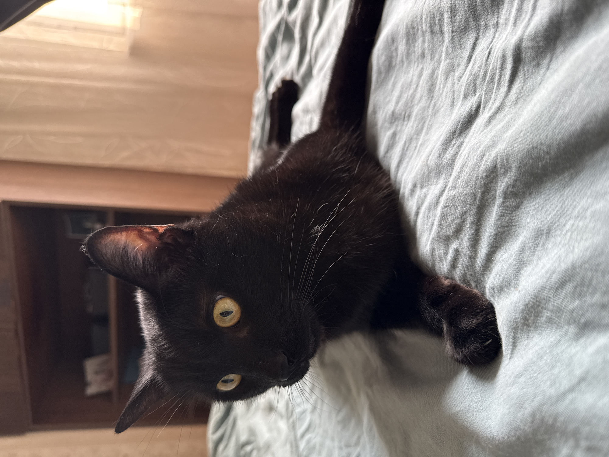A black cat with yellow eyes is lying on a light blue bed. The cat is facing left with its head slightly tilted. Its front paws are tucked under its chest, and its hind legs are extended behind it. The cat's fur appears smooth and shiny. The background shows a wooden shelf and a light-colored curtain. The room appears to be a bedroom. This image was taken in Khimki, Russia.