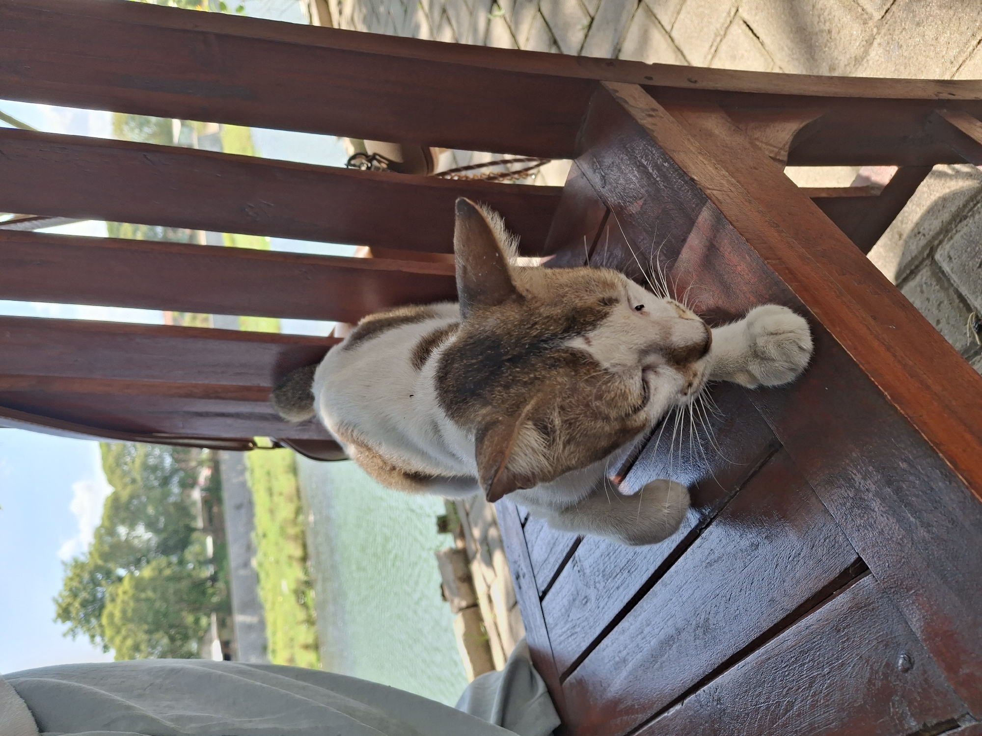 A domestic cat, predominantly white with brown markings on its head and back, is positioned on a wooden chair. The cat is in a crouched posture, with its front paws extended forward and its head lowered. Its eyes are partially closed. The chair is made of dark brown wood and has a slatted design.
The background reveals a body of water, possibly a river, with lush green vegetation and trees along its banks. A stone pathway is visible beneath the chair. The sky is clear with some clouds.
Based on the environment with a river and abundant greenery, this scene is likely situated in a scenic or park-like area within or near the city of Lumajang, Indonesia. The presence of the wooden furniture suggests an outdoor seating area, possibly at a cafe, restaurant, or a public resting spot by the river. The image captures a moment of relaxation or observation by the cat in its natural surroundings.