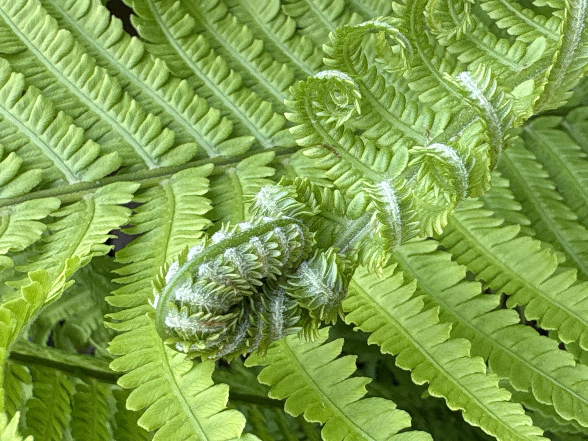 The image shows a close-up of fern fronds. The fronds are a vibrant green color. Several fronds are unfurling, displaying a tightly curled shape. The location is unspecified but could be in Ленинградская, Russia, as requested. There are no people in the frame. The focus is solely on the plant's texture and unfolding.