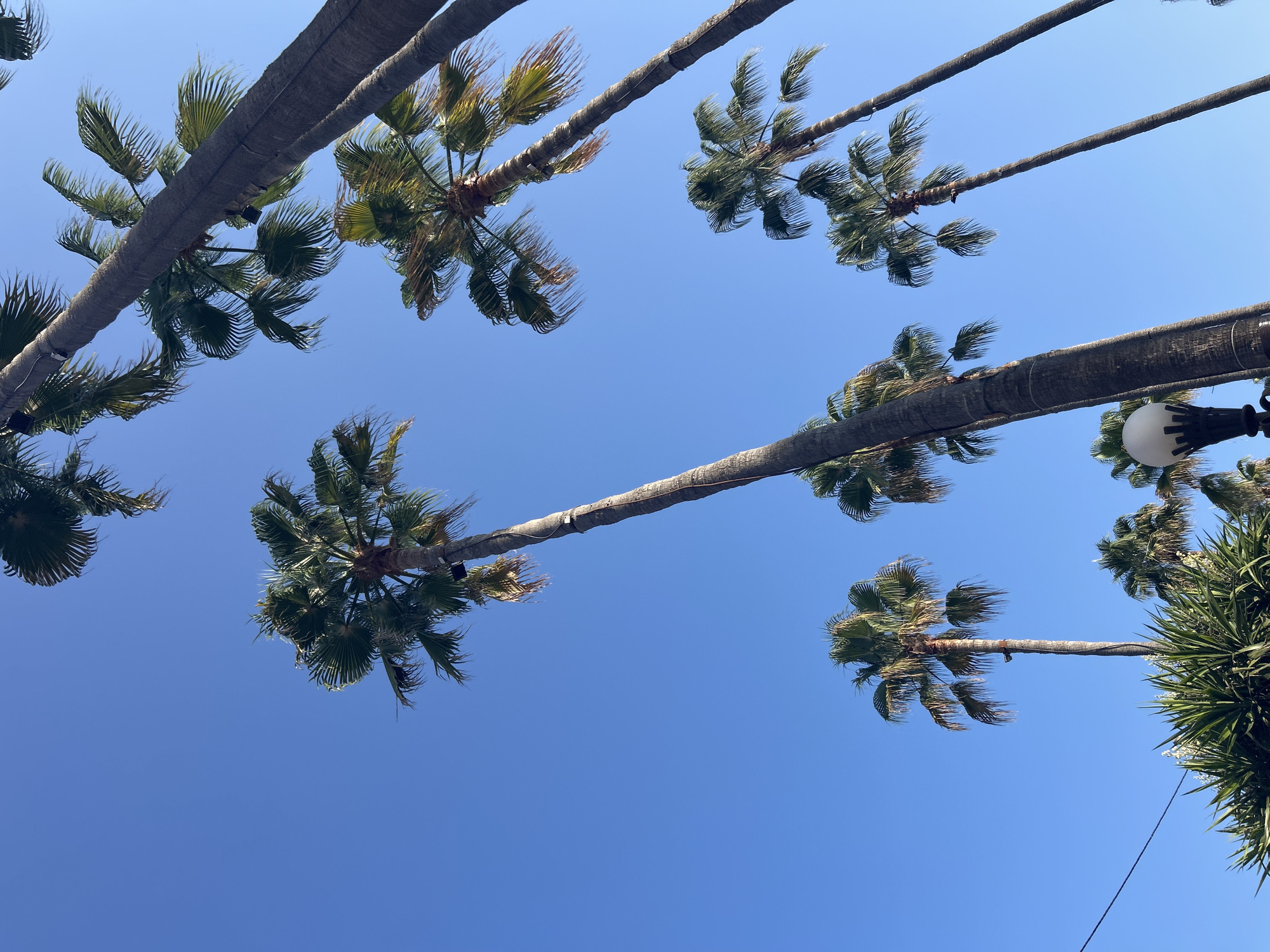 The image shows a cluster of tall palm trees against a clear blue sky in Cala Rajada, Spain. The perspective is looking upwards, with the fronds of the palm trees filling the top portion of the frame. The trunks of the palm trees are visible, some showing textured bark. In the lower portion of the image, there are glimpses of lush green foliage, possibly other plants or smaller palm trees. A street lamp with a white spherical light fixture is also visible on the right side of the frame. The lighting suggests it is daytime, with bright sunlight illuminating the scene. There are no people or animals visible in the image.