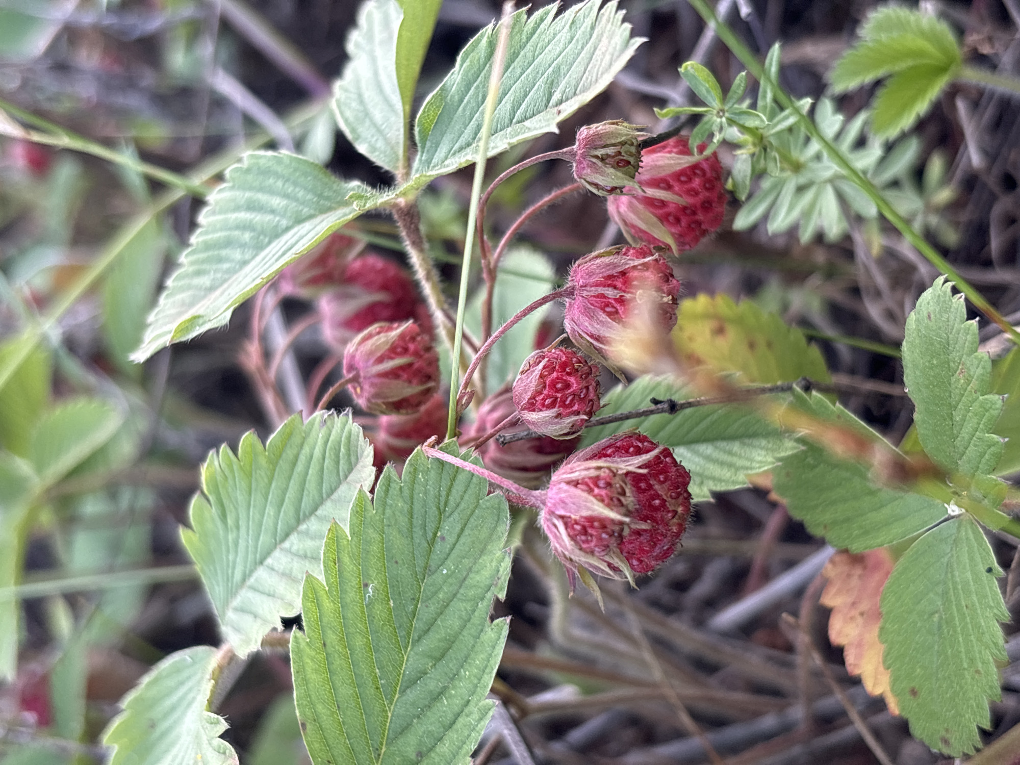 In Olkhovka, Russia, a cluster of wild strawberries hangs from delicate stems amidst lush green foliage. The strawberries, a vibrant red, are small and textured, some appearing slightly overripe. The leaves surrounding them are serrated and have a slightly fuzzy texture, typical of wild strawberry plants. The background is a blur of brown and green, suggesting a natural, untamed environment. The image is a close-up shot, focusing on the detail and texture of the fruit and leaves, creating an intimate portrait of nature's bounty.