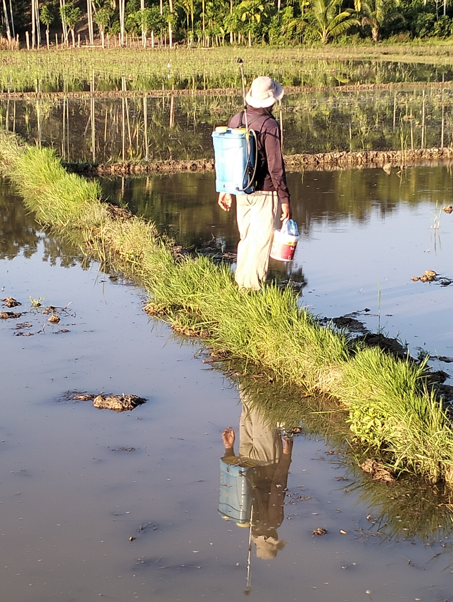 In the village of Meunasahalue, Indonesia, a person is seen walking in a flooded rice paddy, carrying a blue backpack sprayer on their back and a red and white bucket in their hand. The person is wearing a dark long-sleeved shirt, light-colored pants, and a wide-brimmed hat. The rice paddy is partially submerged in water, with rows of young rice plants visible in the background. The water reflects the surrounding trees and the sky, creating a serene natural scene. The image captures a moment of agricultural work in a rural Indonesian setting.