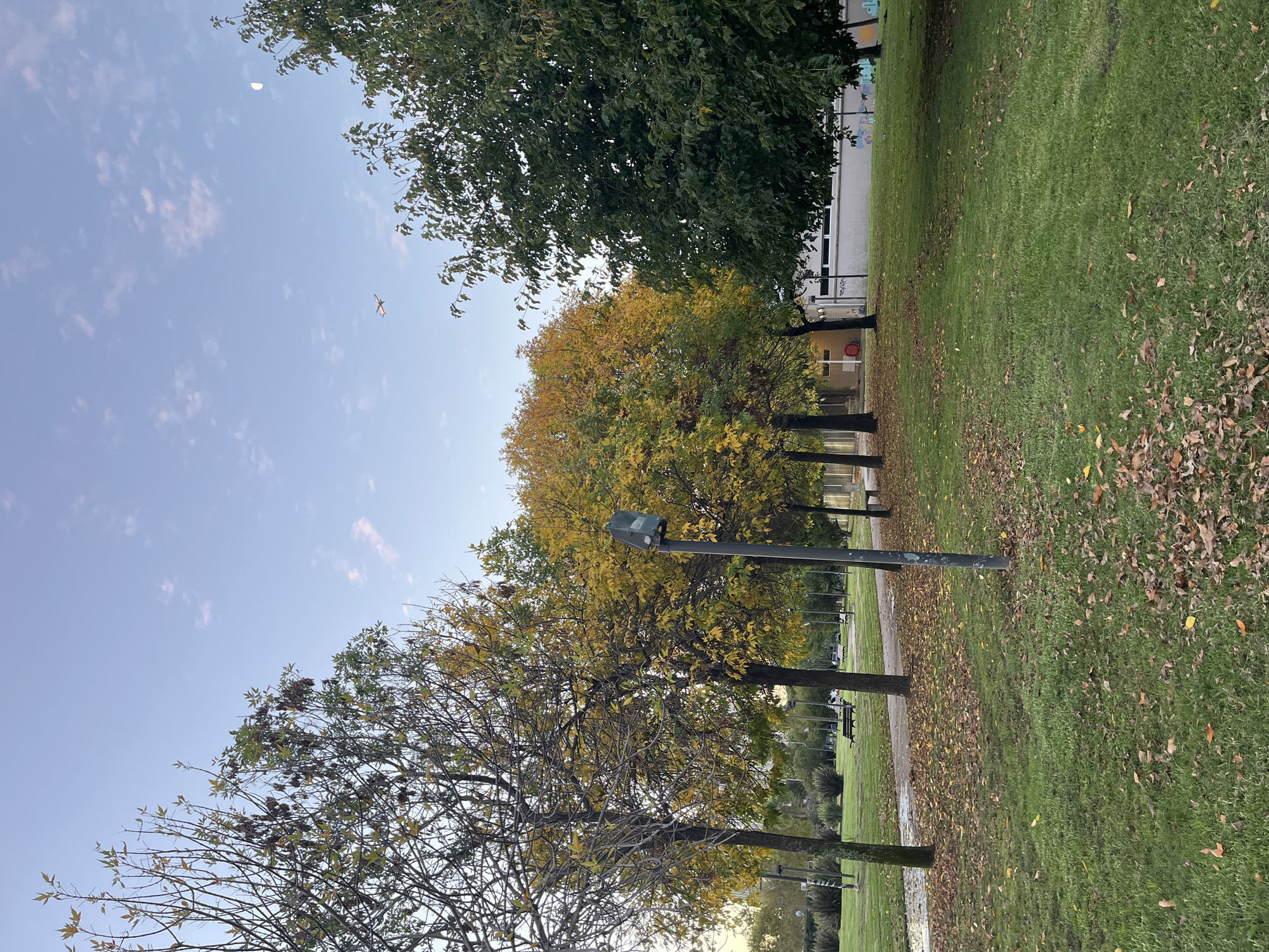 This media file captures an outdoor scene within a park or green space in Buenos Aires, Argentina, likely during early morning or late afternoon. The sky is a clear, light blue with scattered wispy white clouds. A distinct crescent moon is visible in the upper left, and a small airplane flies in the upper middle.
The foreground and midground are dominated by a vibrant green lawn. Scattered across the grass and a winding, light-colored paved path are numerous brown and yellow fallen leaves, indicating an autumnal season. Several trees are prominent, showcasing a mix of foliage: some with rich dark green leaves, others with striking golden-yellow leaves, and one in the immediate foreground with sparser, nearly bare branches, suggesting seasonal transition. A tall, dark lamppost with a light fixture stands upright in the midground.
In the background, behind the trees, a light-colored building with windows is partially visible. Faint colorful markings or graffiti can be seen on its upper facade, and a red circular object, possibly a fire alarm or hydrant, is on its lower section. A dark park bench is visible in the distance along the path, nestled among some green shrubs.
No people are visible, lending a tranquil and serene atmosphere to the park setting. The scene suggests a calm, pleasant day, with natural elements at the forefront and subtle signs of urban environment and public use.