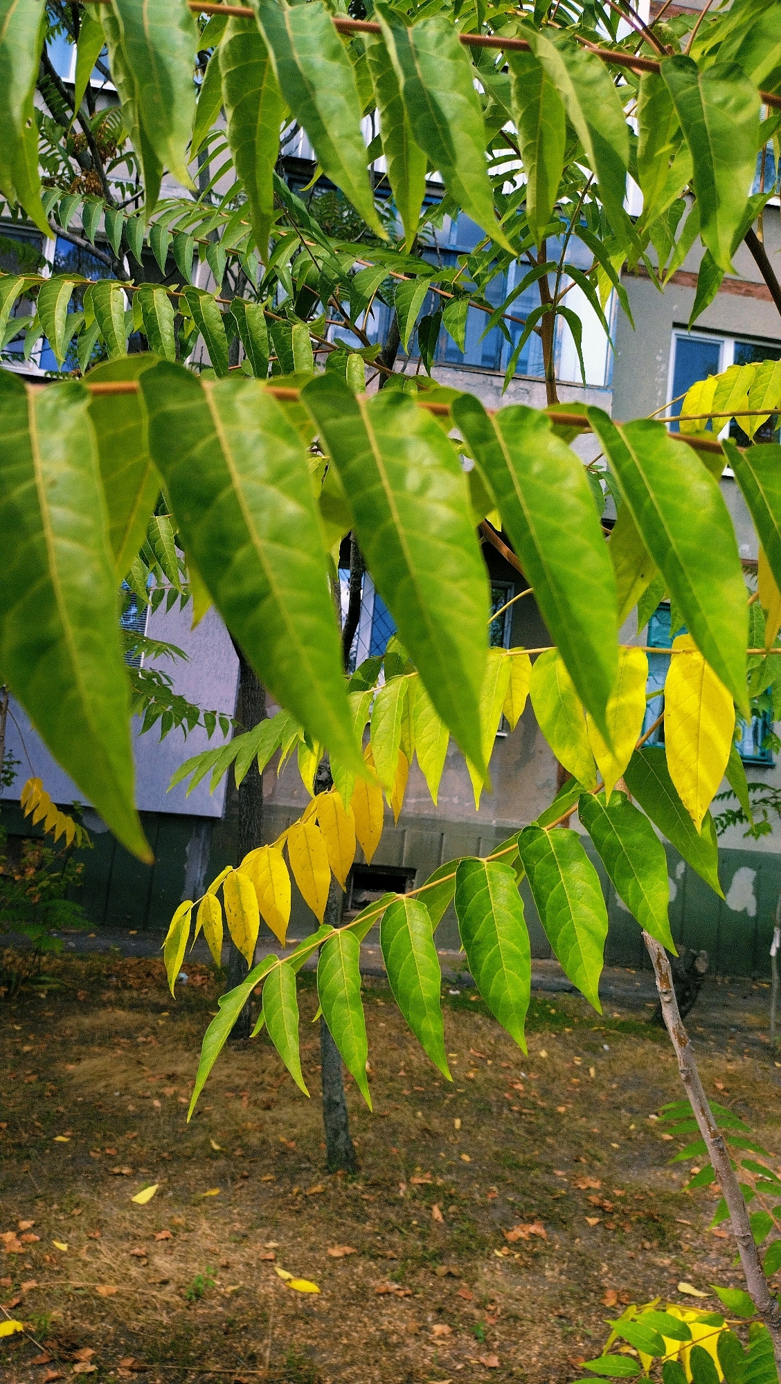 The image depicts a branch of a tree with green and yellow leaves in the foreground, likely taken in Horishni Plavni, Ukraine. The leaves are long and serrated, with some beginning to turn yellow, suggesting it is autumn. In the background, a multi-story building with blue-tinted windows is visible. The ground beneath the tree is covered in dry grass and fallen leaves. There are no people or animals visible in the scene. The overall atmosphere is one of urban nature transitioning into the fall season.