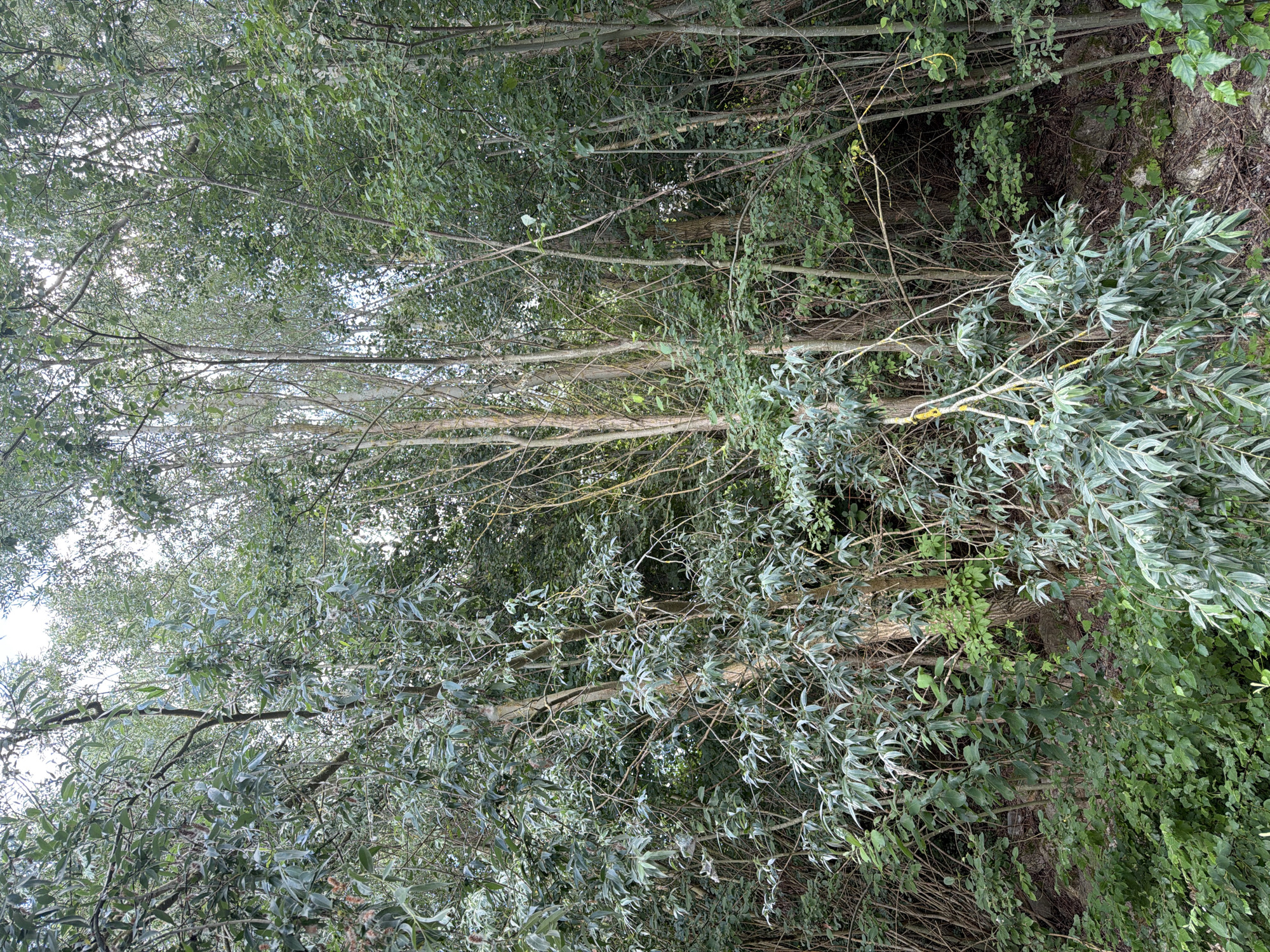 The image shows a dense forest with numerous trees of varying heights and thicknesses. The foliage is predominantly green, with some lighter-colored leaves visible. The trees are closely packed, creating a natural, overgrown appearance. There are several thin, lighter-barked trees interspersed with darker-barked trees. The ground appears to be covered in brush and some rocks. A bright yellow vine or marker is visible on one of the branches in the foreground. The scene is consistent with a wooded area in Arques, France.