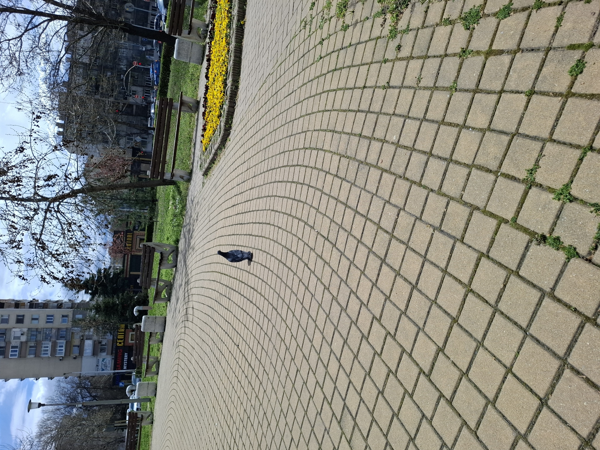 The image captures a street-level view of a paved walkway in Plovdiv, Bulgaria. The path is made of light-colored square pavers, laid in a curving pattern. A single pigeon stands on the path.
To the left of the path, several benches are lined up along a grassy area. Behind the benches, there are buildings of varying heights, including residential apartments and commercial establishments with signage. A row of yellow flowers lines the right side of the paved walkway. Trees with bare branches are visible in the background, and the sky is overcast.