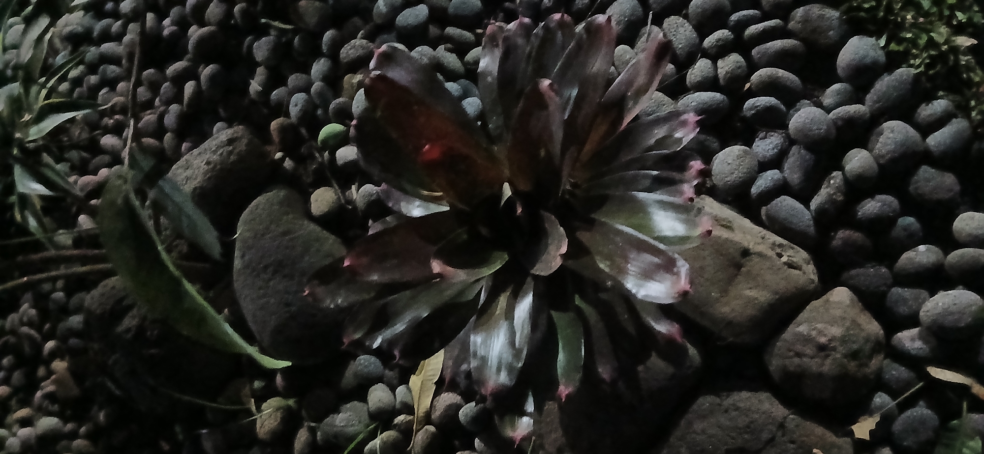 The image shows a dark, low-light scene focused on a plant with broad, dark leaves, possibly a bromeliad, situated amongst rounded pebbles and larger stones. The plant's leaves are tinged with red and have a glossy sheen, reflecting the minimal light. The pebbles are a mix of gray and brown tones, covering the ground around the plant and interspersed with larger, rougher stones. In the background, faint greenery is visible, suggesting a natural or landscaped outdoor setting. The overall impression is one of a still, quiet moment captured at dusk or night in a garden or public space. The location is identified as Kademangan Kulon, Indonesia.