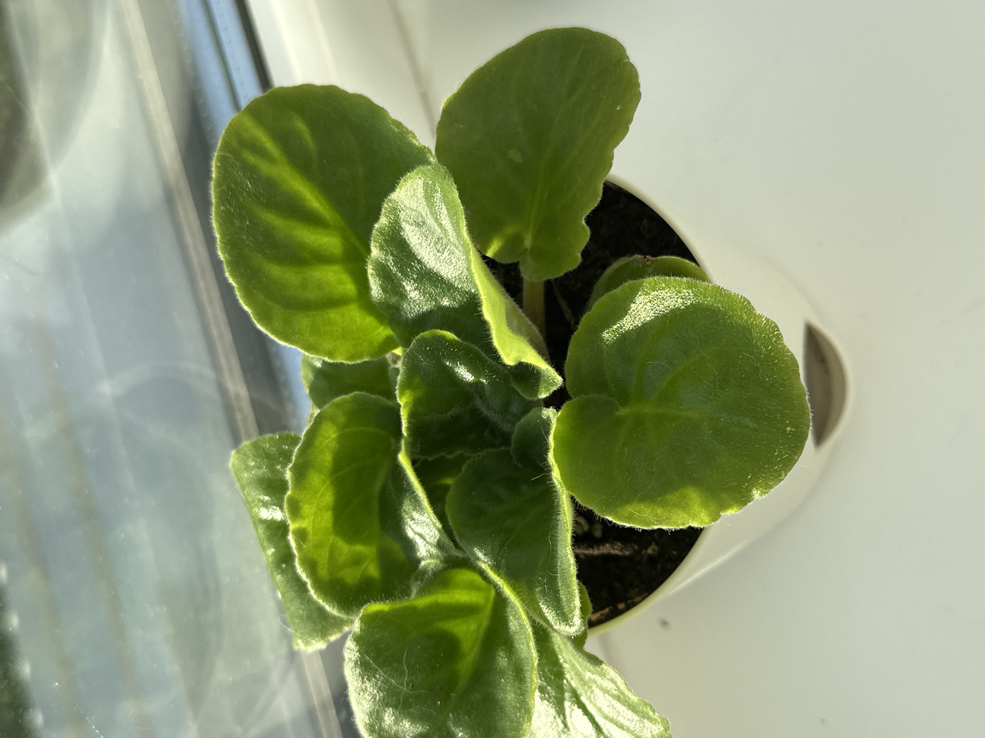 A close-up, overhead shot shows a small potted African violet plant with lush green, fuzzy leaves. The plant is in a white, ceramic pot, which sits on a white windowsill. Sunlight streams in from the left, casting shadows and highlighting the texture of the leaves. Beyond the plant and windowsill, a blurred window reveals a bright, hazy sky with reflections. There are no people or animals present. This scene is likely located on a windowsill in a residence in Znamya Oktyabrya, Russia, a town known for its agricultural and industrial activities, which might include residential areas with windows facing such natural light.