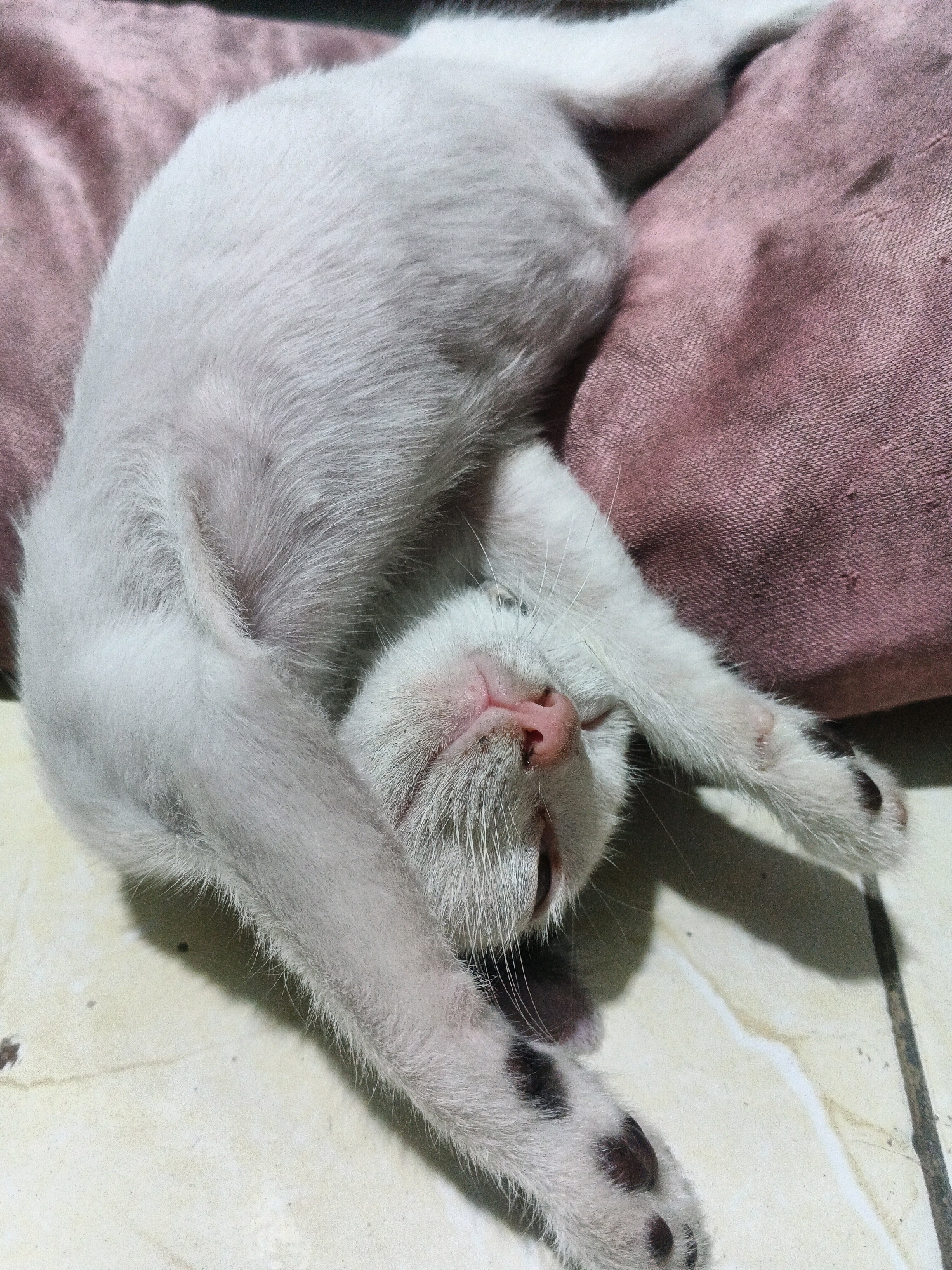 A white kitten is sleeping on its back, curled up on a pink pillow. The kitten's belly is exposed, and its paws are splayed out. The kitten has dark spots on its paws. The kitten is on a tiled floor. The image is taken from a high angle. The location is Kadu, Indonesia.