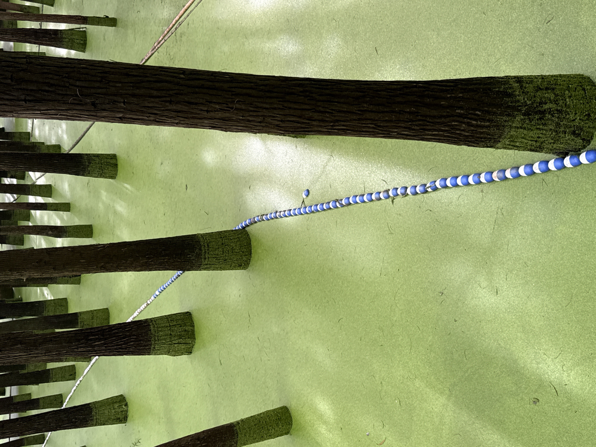 The image depicts a dense forest of trees standing in shallow, bright green, algae-covered water. The lower portions of the tree trunks are coated in vibrant green moss. A rope with alternating blue and white beads is stretched between some of the trees, winding through the water. The scene suggests a natural environment, potentially a wetland or swamp area, within the Lin'an District of China, known for its natural landscapes and historical sites. The lighting indicates it is daytime, with shadows cast by the trees on the water's surface. There are no people or animals visible in the frame.