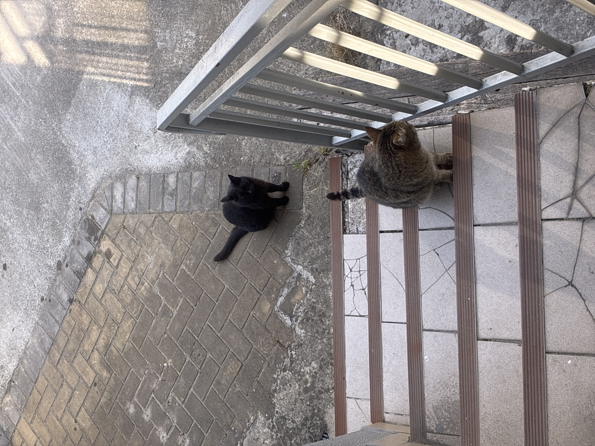 In Sochi, Russia, two cats are present on an outdoor staircase. A black cat is positioned on a brick pathway to the left of the staircase, looking towards the viewer. A tabby cat is situated on the third step from the top of the staircase, facing away from the viewer and towards the right. The staircase has a metal railing on the right side, and the steps are tiled with dark brown risers. The surrounding environment consists of a paved pathway and concrete ground.