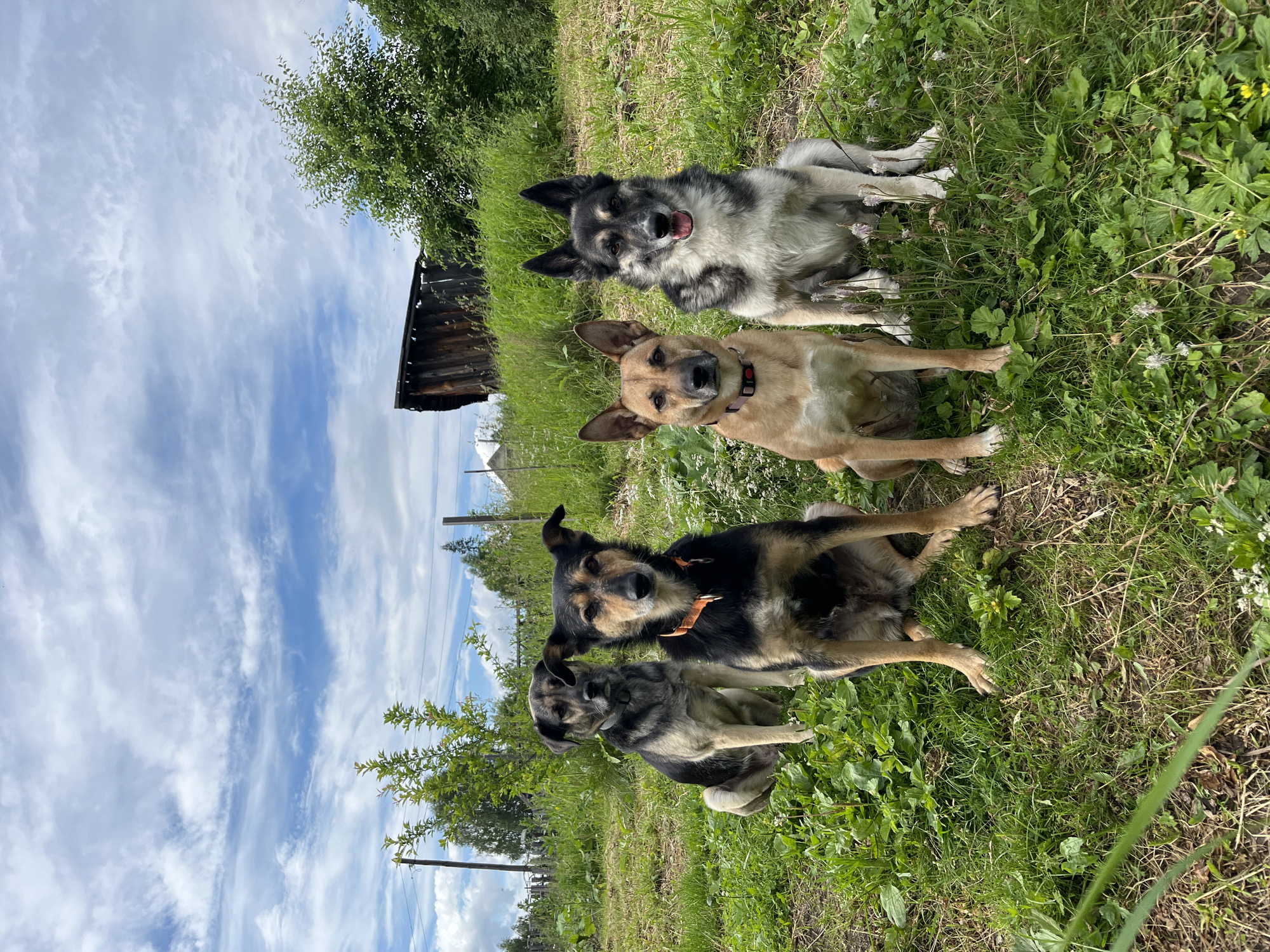 Four dogs are sitting in a grassy field in Nizhny Tagil, Russia. The dogs are of various breeds and colors. The field is surrounded by trees and a wooden structure, possibly a shed or barn. The sky is cloudy with patches of blue. The dogs appear to be well-groomed and healthy.
