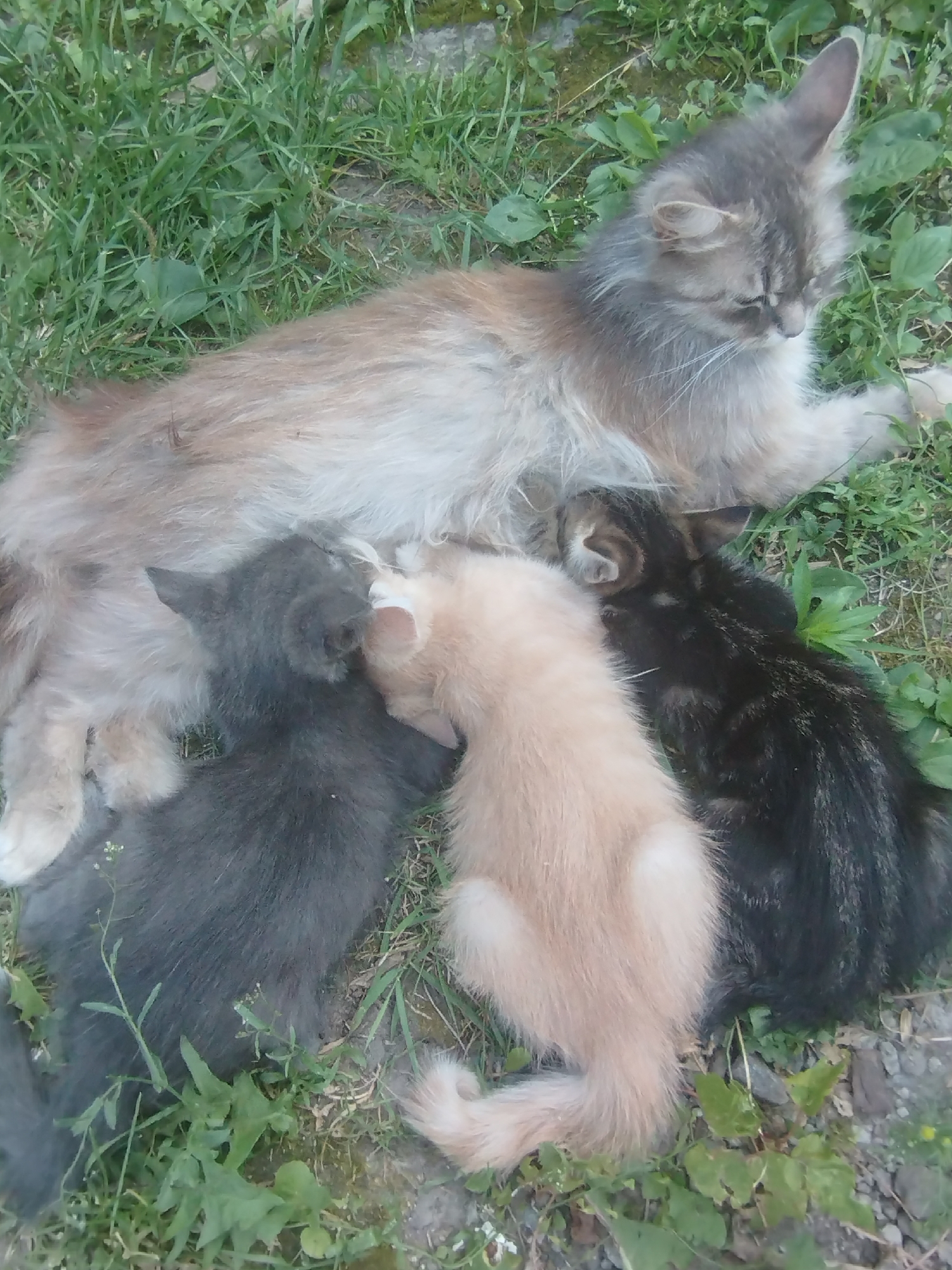 The image shows a mother cat nursing three kittens outdoors. The mother cat is a long-haired gray and tan tabby, lying on its side in green grass. One kitten is a dark gray tabby, another is a light tan or cream color, and the third is a black tabby with faint stripes. The kittens are nestled against the mother cat's belly, actively nursing. The setting appears to be a natural outdoor environment, possibly a garden or yard, with green grass and some scattered leaves and small plants. The lighting suggests it is daytime, likely outdoors. The overall mood is one of nurturing and domestic tranquility. There is no visible text in the image. The location context is Voroshylivka, Ukraine.
