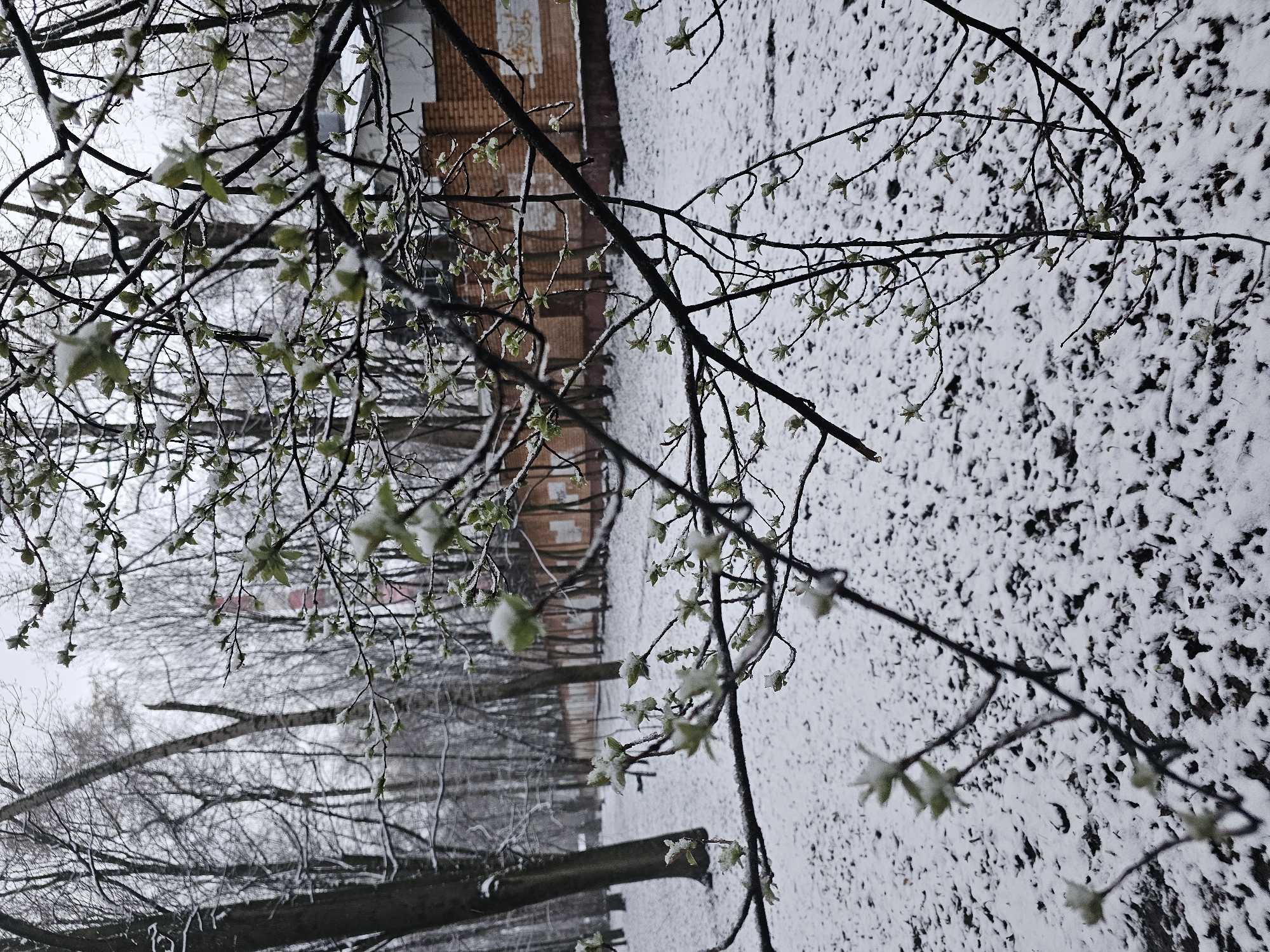 The image depicts a snowy scene, likely in late winter or early spring, in the city of Khimki, Russia. A light layer of snow covers the ground, with patches of dark earth visible underneath. A building with brick facades is partially visible in the background. In the foreground, tree branches with emerging buds are coated with snow, obscuring the barren trees and a park bench in the mid-ground.