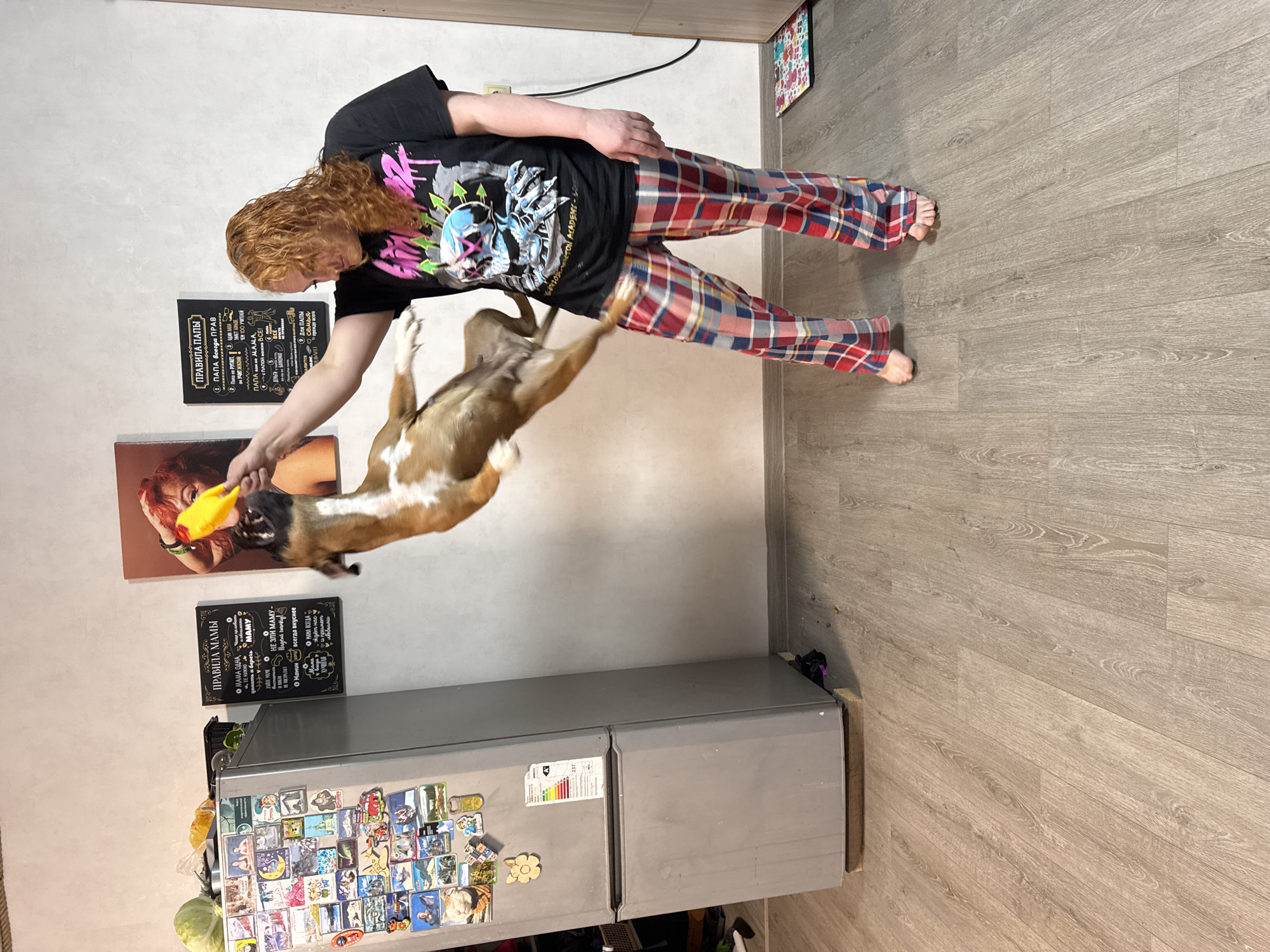 A man with long red hair, wearing a black t-shirt and plaid pajama pants, is playing with a dog in a kitchen. The dog is leaping towards a yellow toy in the man's hand. The kitchen features a refrigerator covered in magnets and a sign with rules written in Russian (for both "Moms" and "Dads"). A picture of a woman holding a yellow toy hangs on the wall above the fridge. The background suggests the scene is inside a home. The text on the shirt appears to say "SAINTON ACADEMY". The location is Chaikovsky, Russia, based on the Russian text on the sign.