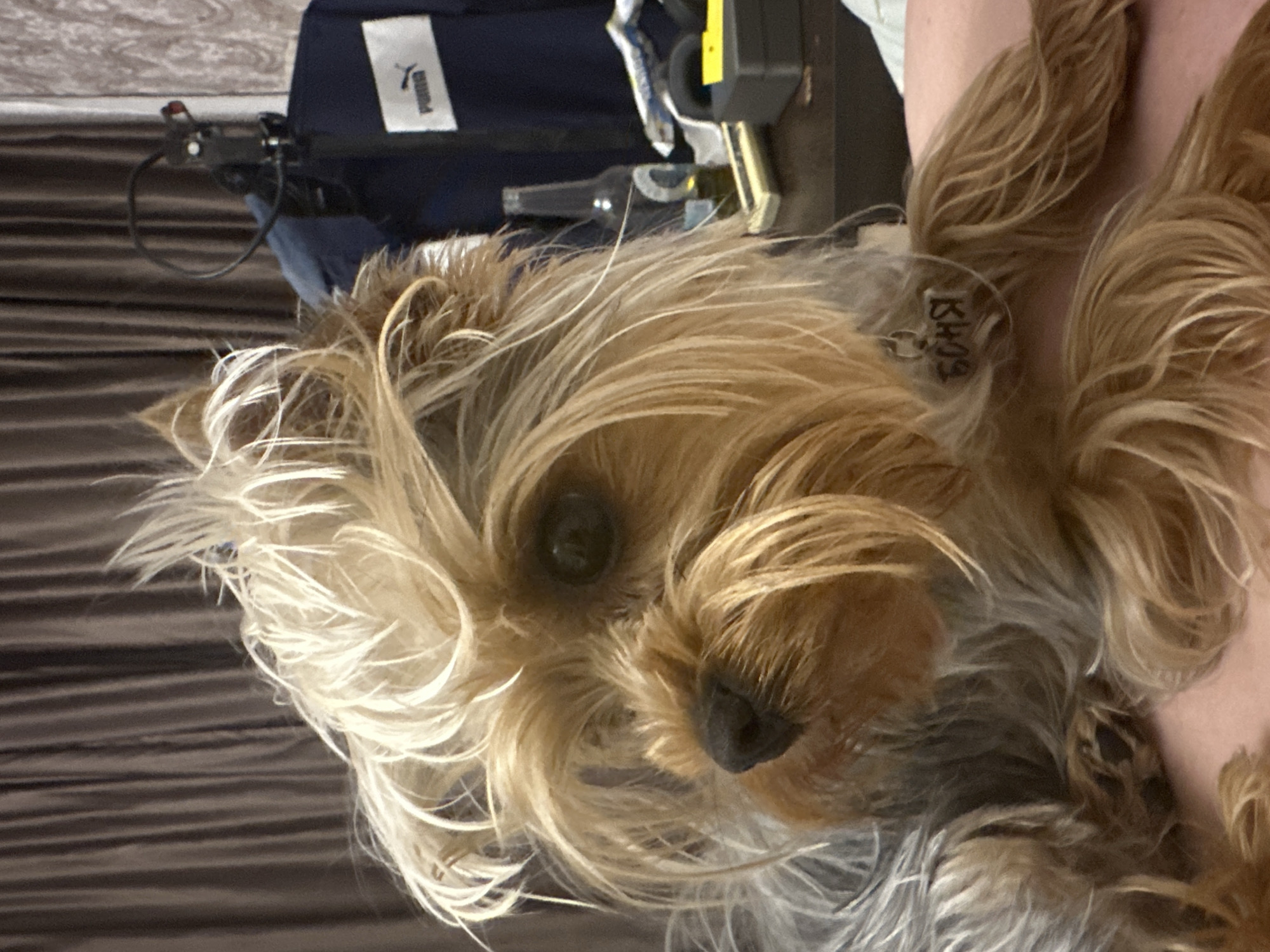 A Yorkshire Terrier is lying down, possibly on a person's lap, as suggested by the pink skin visible beneath the dog. The dog's fur is a mix of tan, blonde, and gray. Its expression is directed to the left. The dog is wearing a clear tag on its collar with black text that appears to read "БОНЯ".
The background suggests an indoor setting. Behind the dog, a dark brown curtain is visible. To the right of the curtain, there is a dark surface, likely a table or shelf. On this surface, several objects are present: a dark blue jacket with a white Puma logo, a microphone stand with a microphone, a glass bottle, a white cloth, and a small black box with a yellow label. The lighting in the scene is dim. The image does not provide any information about the city of Verkhniy Yurt, Russia.