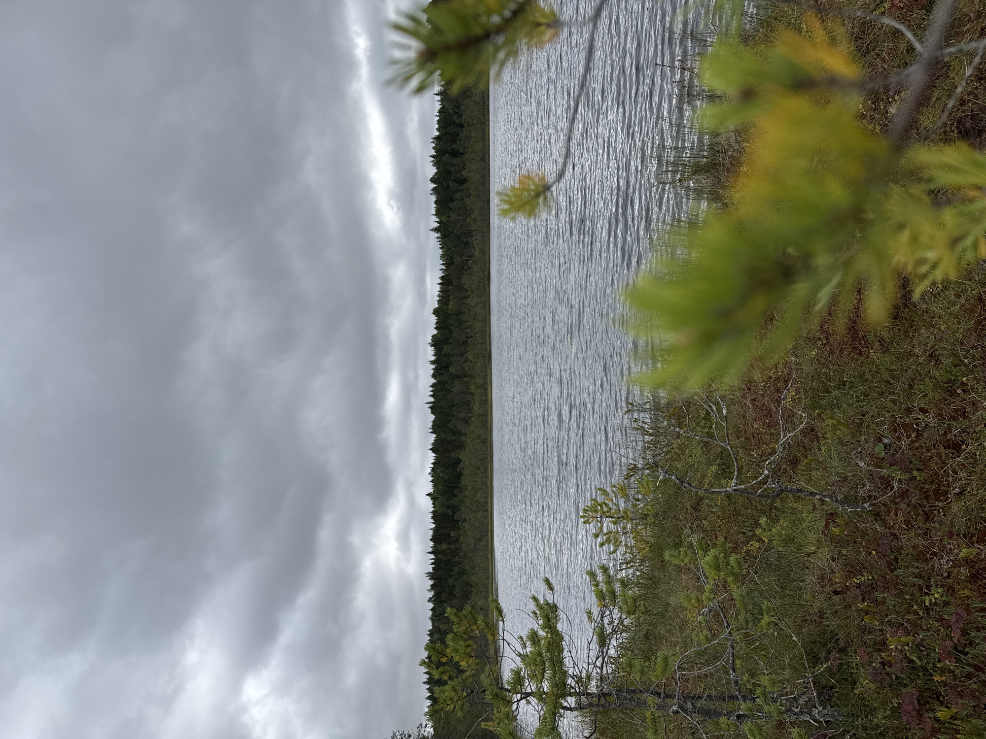 The image shows a natural landscape scene, likely a lake or bog, under a cloudy sky. In the foreground, there is dense vegetation consisting of grasses, mosses, and small pine saplings, with some branches of a pine tree out of focus in the lower right corner. The ground appears to be marshy, with patches of reddish-brown peat and green growth.
A body of water occupies the middle ground, with a rippled surface indicative of a light breeze. The water is bordered by a dense line of dark green coniferous trees that form the horizon. The sky above is heavily overcast with a uniform gray color. There are no people or man-made structures visible in the scene. The location is identified as Kamennoe, Russia.