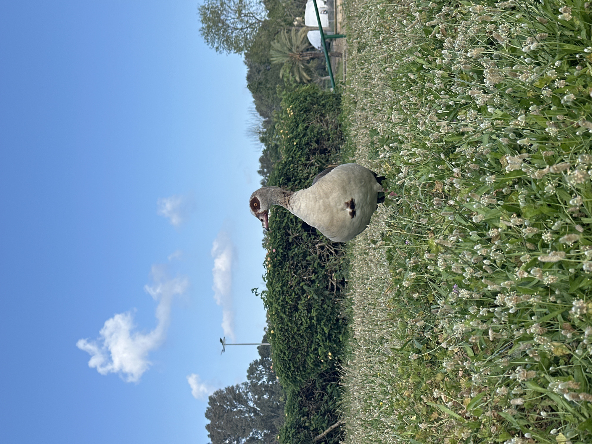 This image, when correctly oriented, depicts an Egyptian Goose standing in a grassy park area under a bright, clear blue sky with a few scattered white clouds. The goose, positioned centrally, is light grey with darker plumage on its back and wings, and features distinct reddish-brown patches around its eyes and on its beak. It appears to be looking towards the left side of the frame.
The foreground is filled with vibrant green grass and numerous small, light-colored, possibly flowering plants or seed heads. Behind the goose, a dense, well-trimmed green hedge spans the mid-ground. In the background, various trees, including a prominent palm tree, are visible, alongside what appear to be white structures and green poles, suggesting park amenities or distant buildings.
The bright, even lighting indicates it is daytime, likely morning or early afternoon. The setting is serene and natural, suggesting a park or garden environment, consistent with its location in Tel-Aviv, Israel. The goose is stationary, seemingly observing its surroundings. No people or visible text are present in the image.