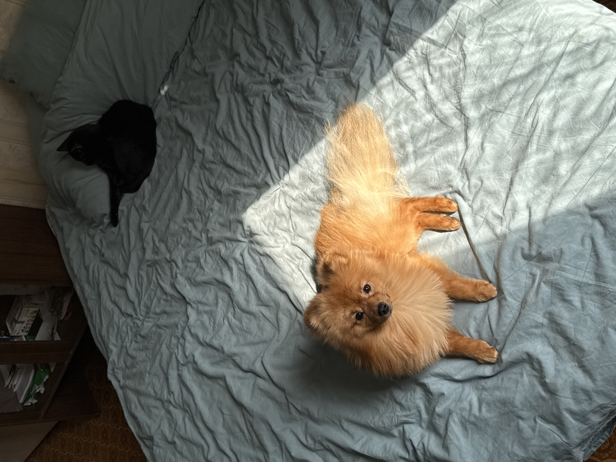 An indoor scene, situated in the city of Khimki, Russia, depicts a bedroom. A crumpled light blue or teal duvet covers a bed, on which a fawn-colored Pomeranian dog rests. The dog is positioned centrally in the lower frame, lying prone and looking towards the camera, with its fluffy tail extended behind it. Direct sunlight from the right illuminates the dog's fur and creates bright patches on the bedding. In the upper right corner of the bed, a solid black cat is observed lying down, facing away from the camera and towards the left, largely in shadow. Behind the bed to the right is a light-colored wall, possibly with vertical paneling. To the left, a dark wooden shelving unit or cabinet is visible, holding various items including documents and boxes. A segment of patterned orange-brown flooring extends from beneath the shelving unit.