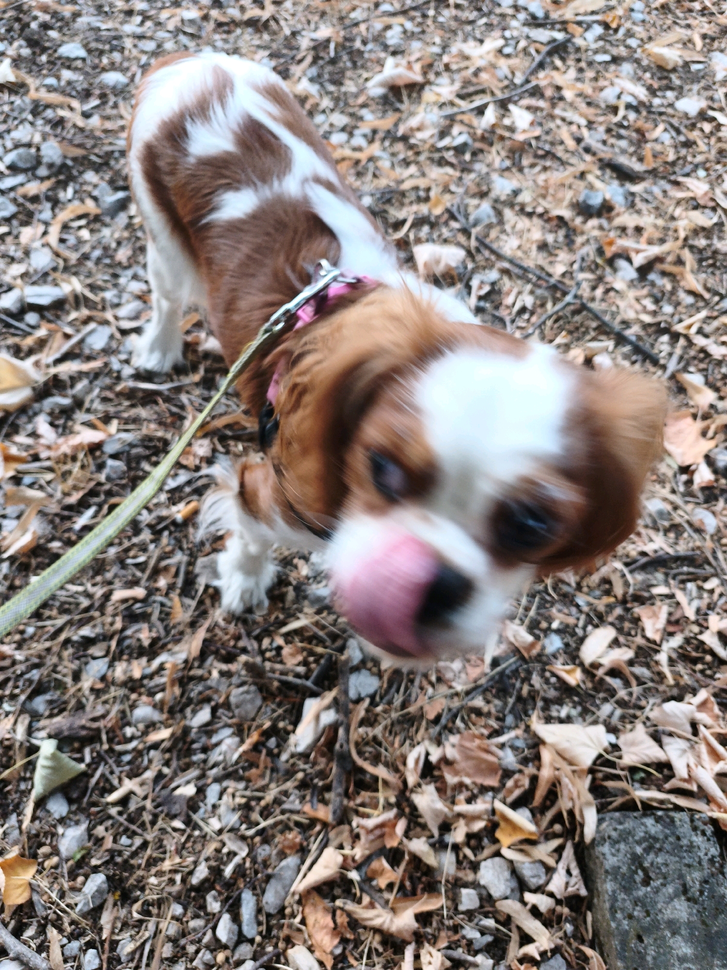 A brown and white Cavalier King Charles Spaniel dog is shown from a low angle, with its face blurred as it licks its nose. The dog is on a leash, which extends to the left of the frame. The ground is covered in fallen leaves, small stones, and twigs, suggesting an outdoor environment. In the background, a rough, grey, rectangular object, possibly a curb or a step, is visible on the right. The overall scene depicts a dog on a walk in a natural, outdoor setting, likely a park or a wooded area. The image does not contain any recognizable landmarks or features that would specifically place it in Lovech, Bulgaria.