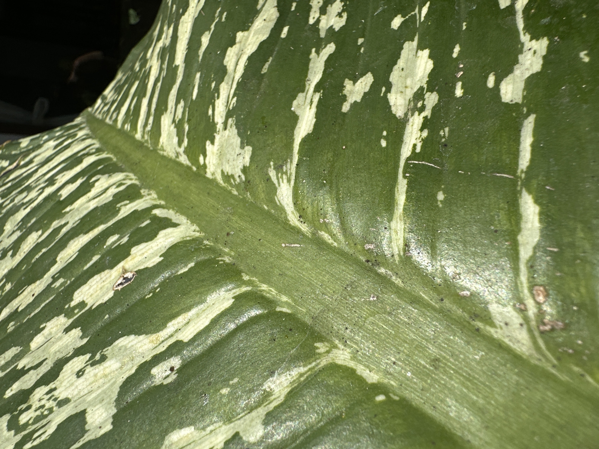 The image is a close-up shot of a variegated green leaf with irregular white markings. The leaf exhibits prominent parallel veins, and a central vein runs diagonally across the frame, dividing the leaf into two distinct sections. The surface of the leaf appears slightly textured and glossy, with some minor specks of dirt or debris. In the upper right corner, a dark, out-of-focus background is visible, hinting at an outdoor or dimly lit environment. There are no people or discernible structures present in the image. The location of Kuta Selatan, Indonesia, is not visually represented in the image itself, as it only depicts a plant leaf.