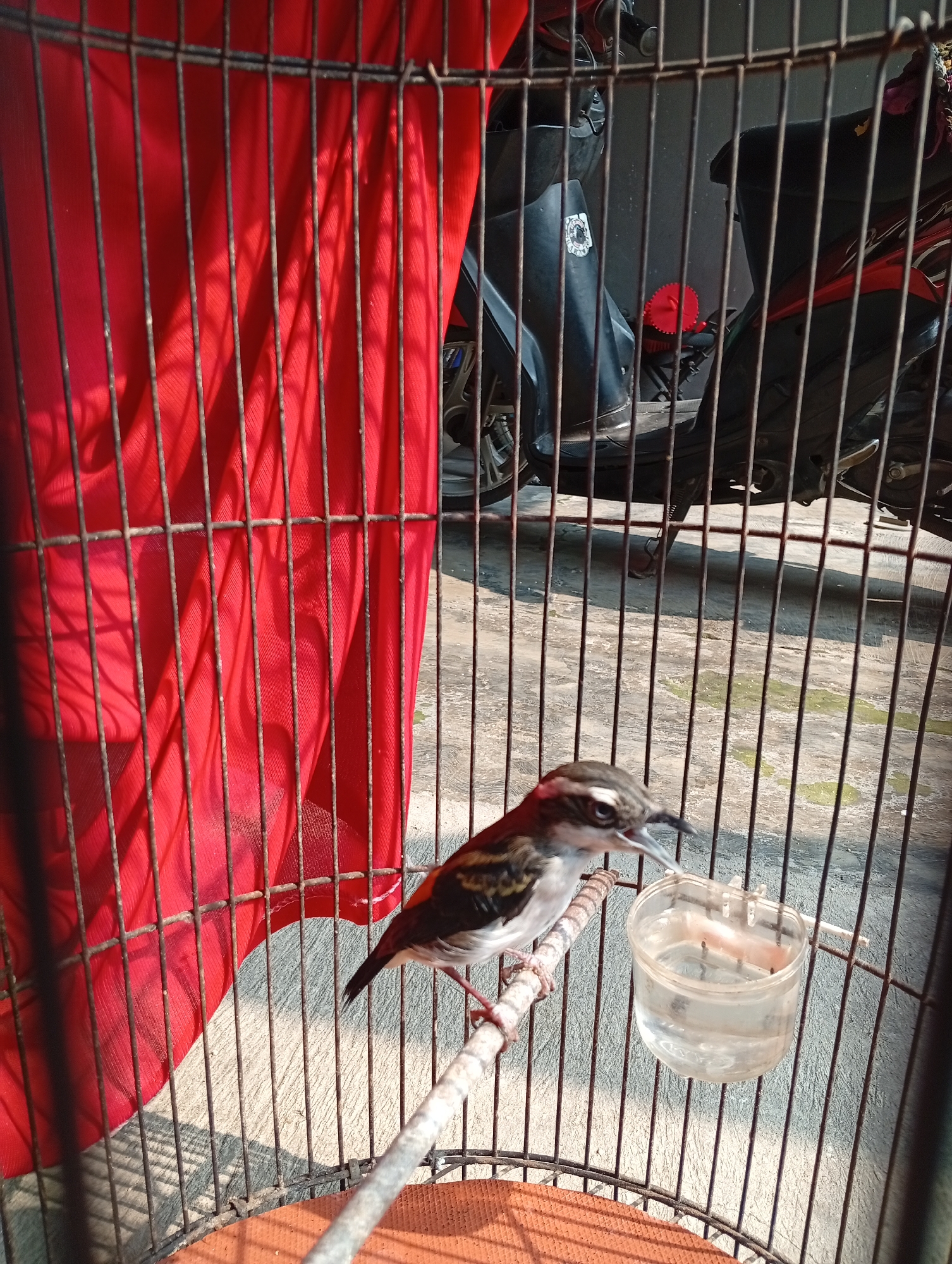 The image captures a bird inside a cage, likely in Caringin, Indonesia, given the context. The bird, a small passerine with brown and white plumage and a distinctive white stripe above its eye, is perched on a wooden dowel. It appears to be drinking from a small, clear plastic water dispenser. Behind the cage, a red cloth drapes on the left, and a portion of a motorcycle with black and red accents is visible on the right, suggesting an outdoor or semi-outdoor setting. The ground appears to be concrete, with some scattered green moss. The overall lighting indicates a sunny day, casting shadows from the cage onto the ground.
