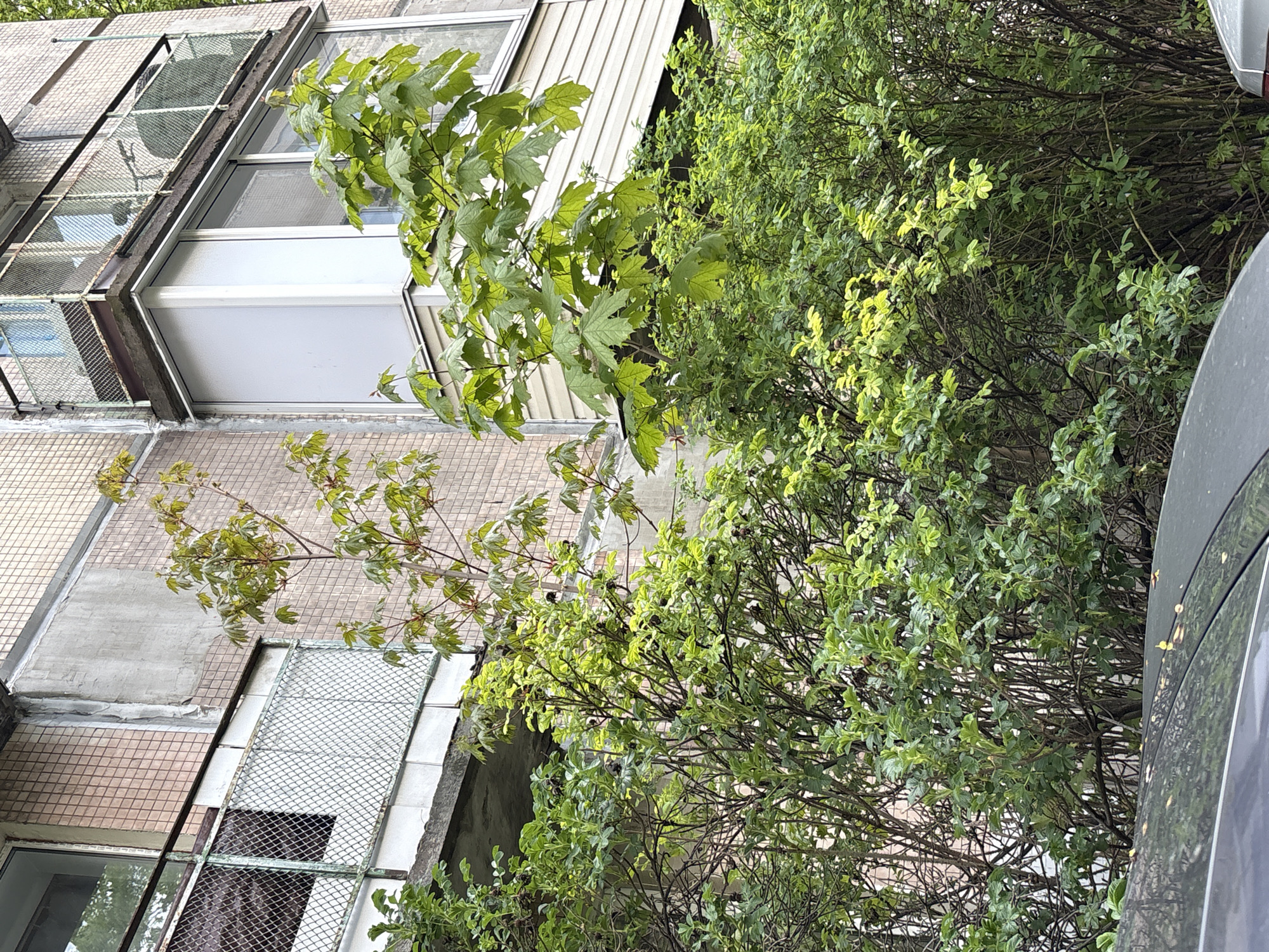 A partial, tilted view captures a building exterior interspersed with foliage, potentially in Saint Petersburg, Russia. The building is characterized by a tiled exterior wall, various window structures including one with a protective metal grate, and an exterior facade painted white. Lush green trees and bushes fill the foreground and partially obscure the building. A portion of a dark-colored vehicle is visible in the right edge of the frame. The photograph is taken outdoors with natural lighting.